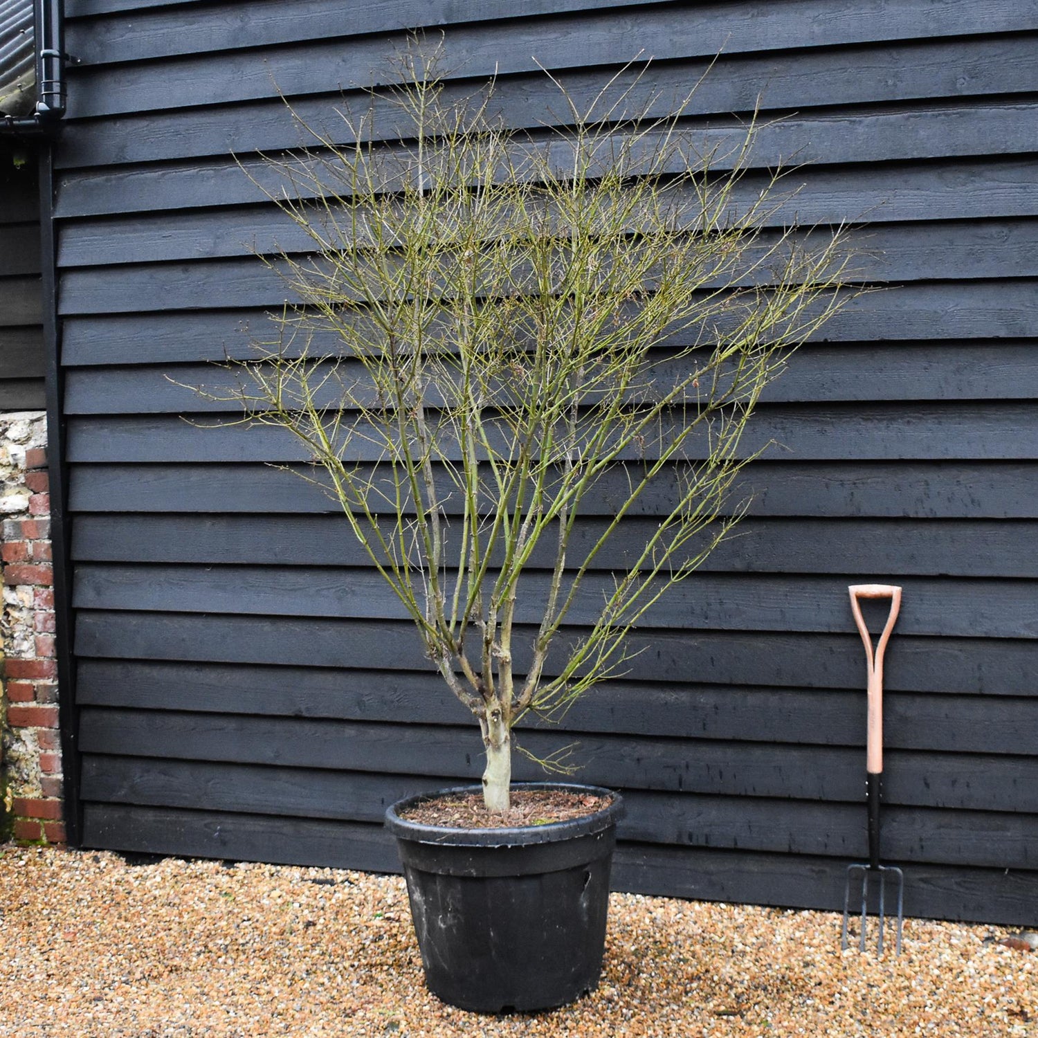 Acer palmatum 'Koto No Ito' | Japanese HarpStrings maple - Bushy - Height 200cm - 90lt