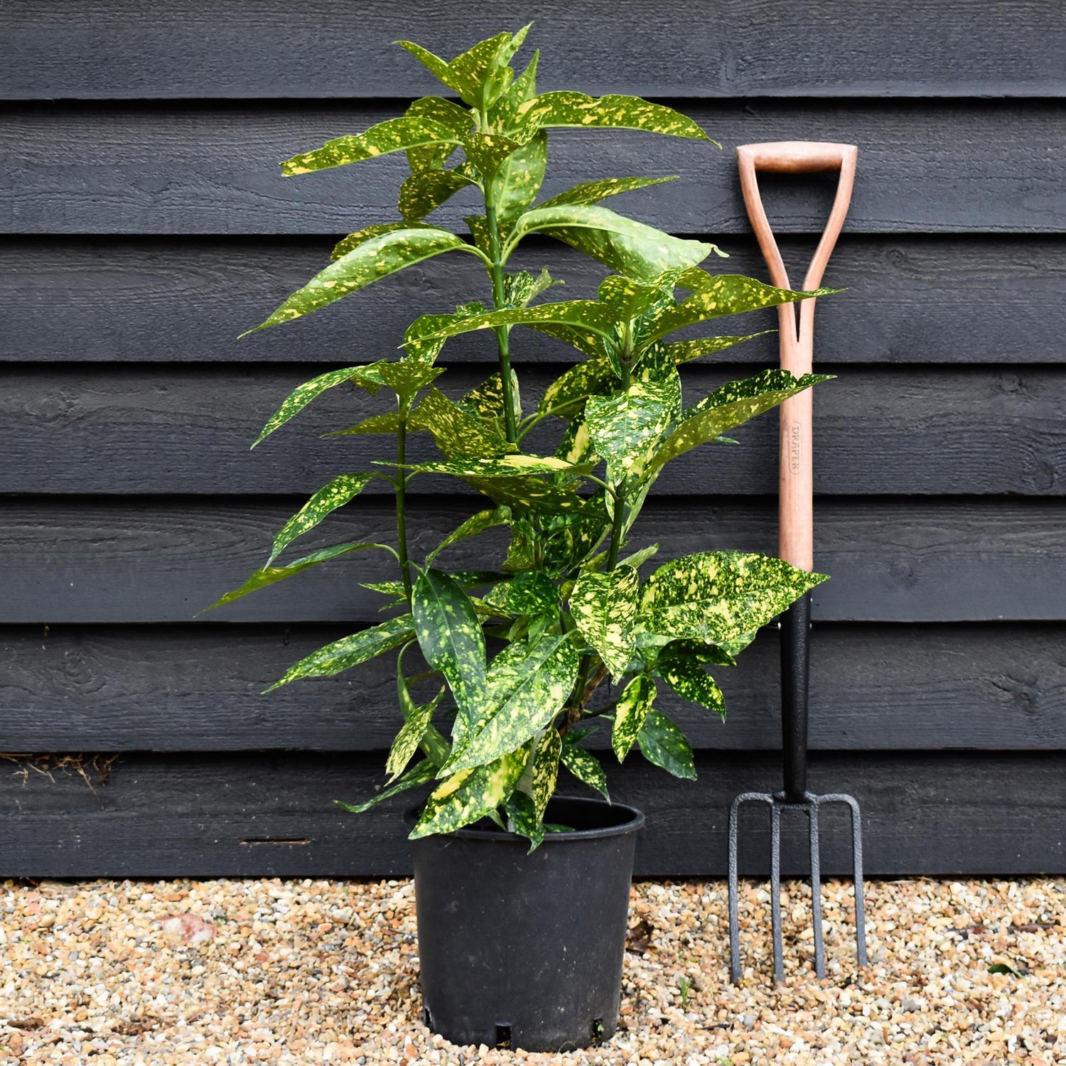 Aucuba japonica 'Golden Girl' - 60-80cm - 10lt