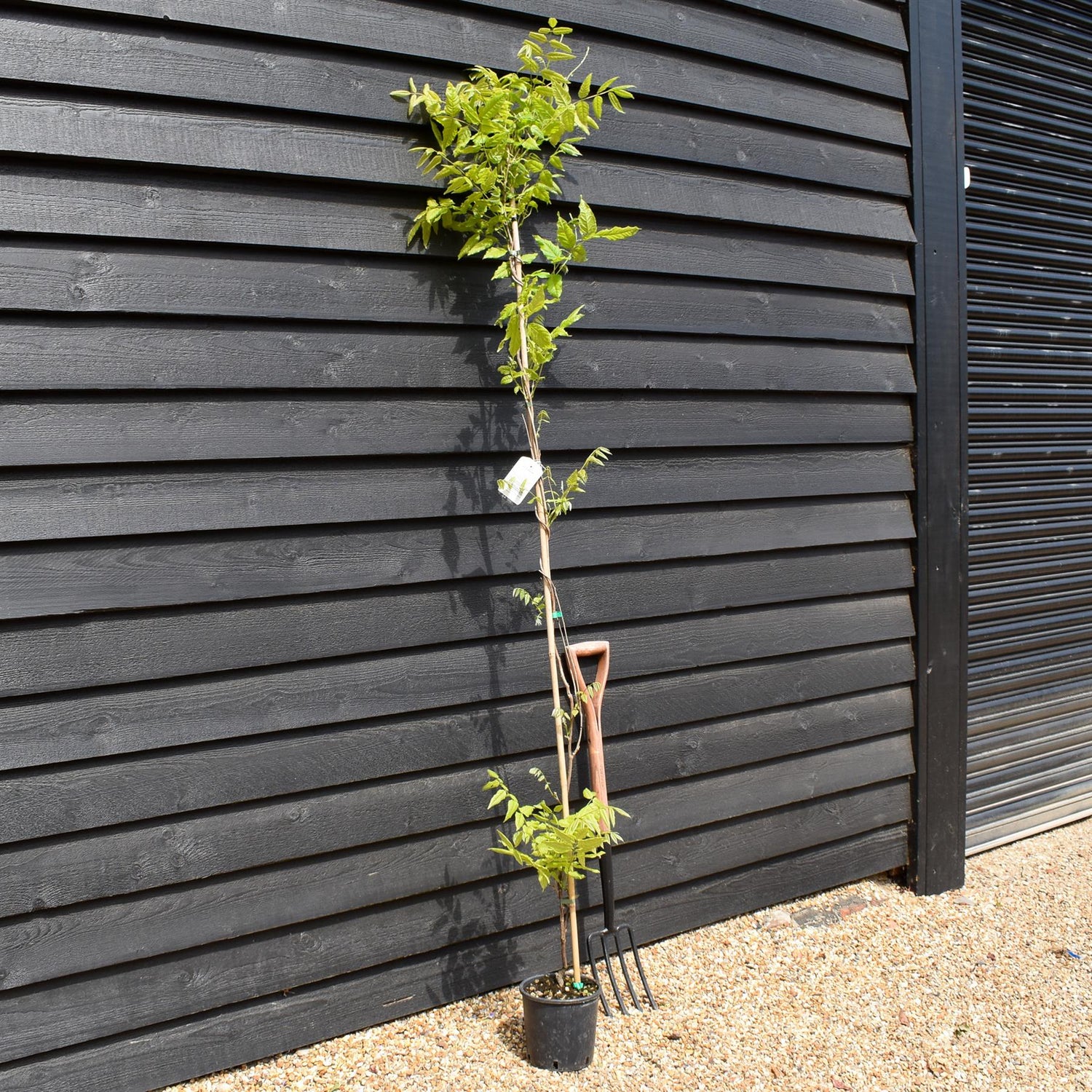 Wisteria floribunda 'Black Dragon' - Cane - Height 150-200cm - 3lt