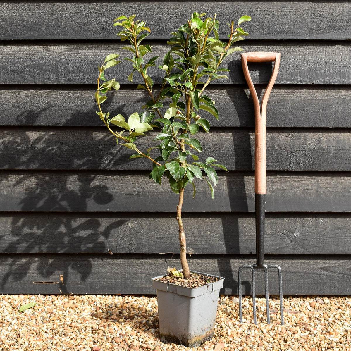 Pyrus Communis Williams | Pear 'Williams' Bon Chrétien'  - Patio Rootstock - Height 80-100cm, 7lt