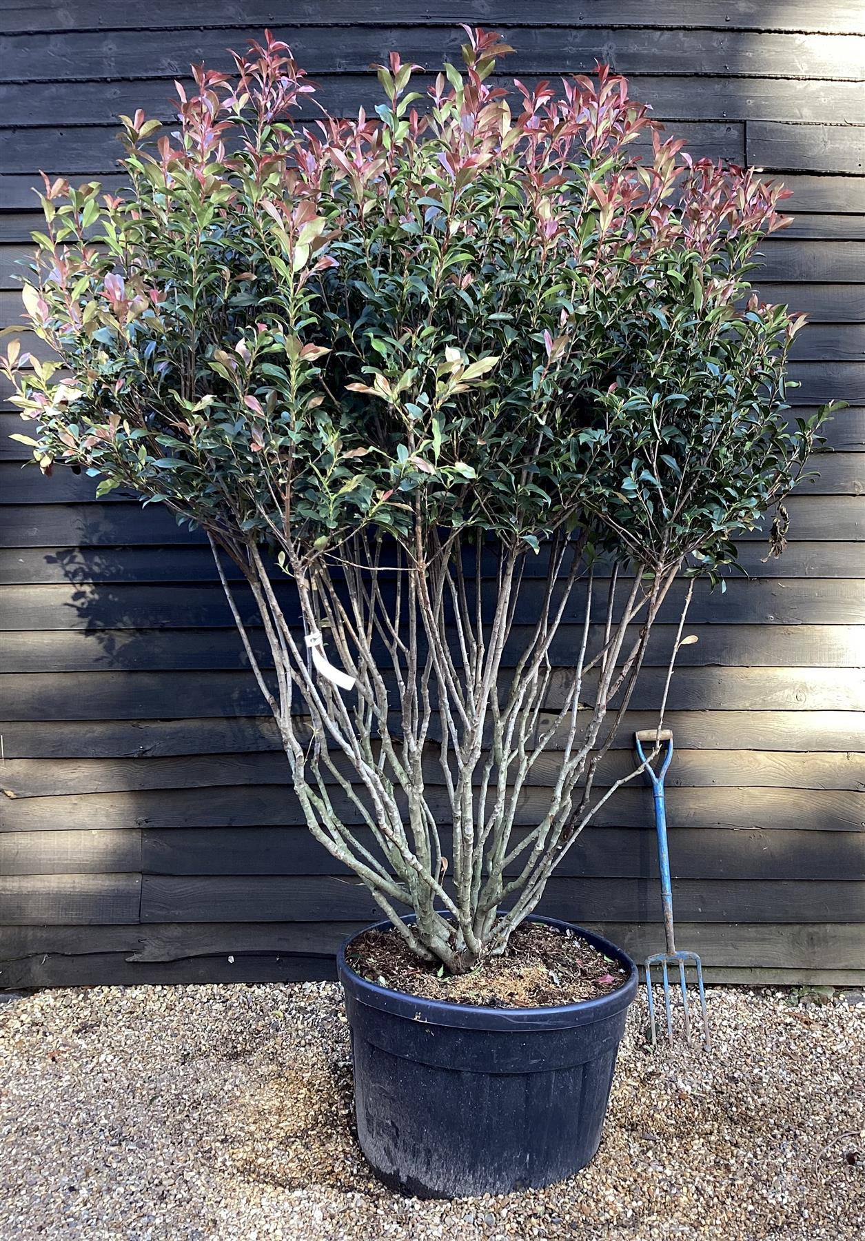 Photinia Robusta Compacta Multistem Tree - Parachute - 250-270cm - 180lt