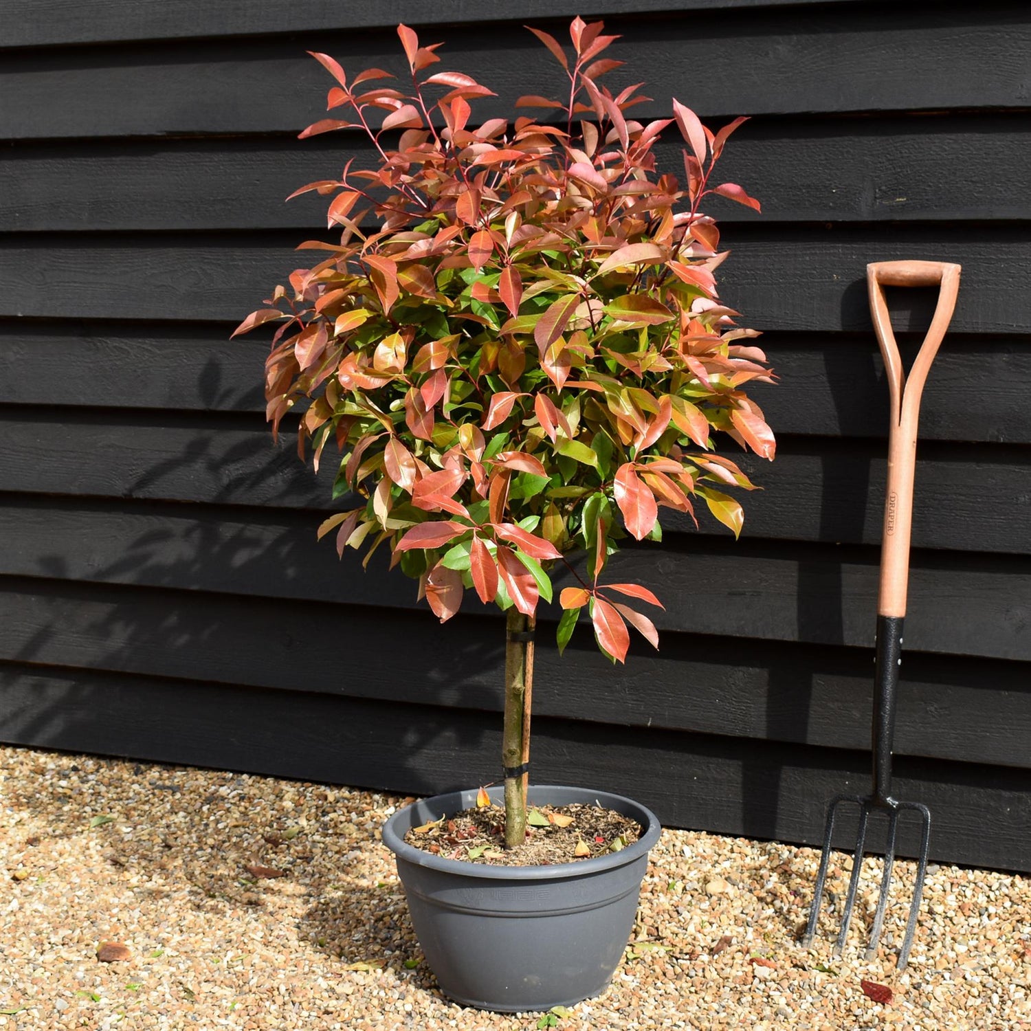 Photinia x fraseri Red Robin - Bowl - Stem 40cm - Height 130-150cm - 25lt