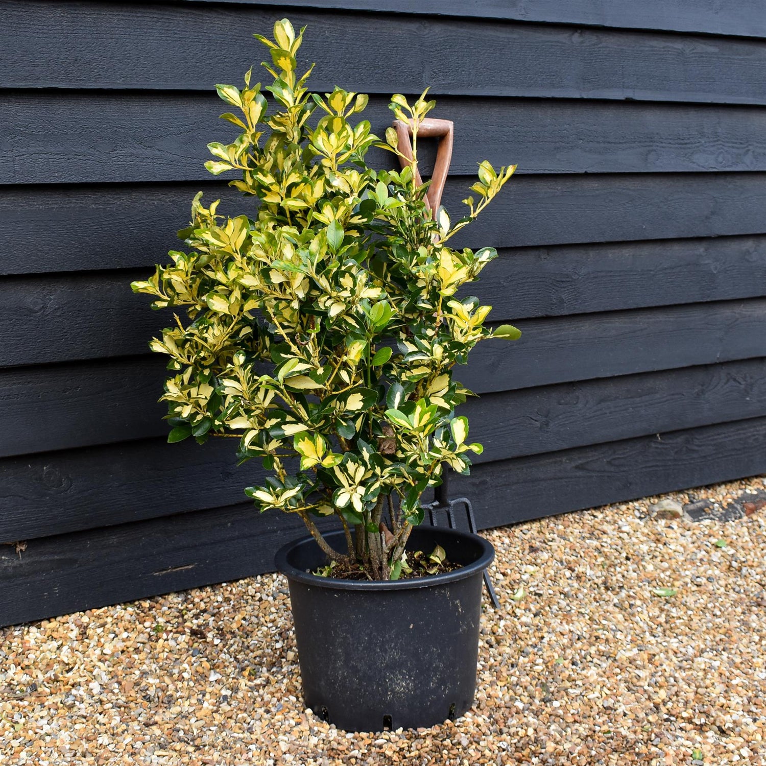 Euonymous Japonica Gold Queen - Height  60-70cm - 20lt