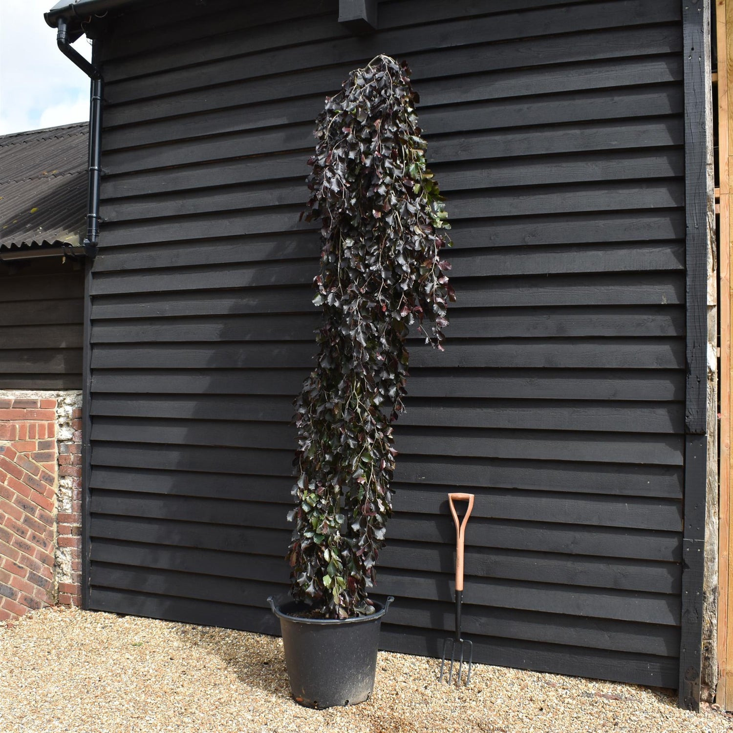 Fagus Sylvatica 'Purpurea Pendula'| Copper Beech -  Girth 8-10cm - Height 240-260cm - 70lt