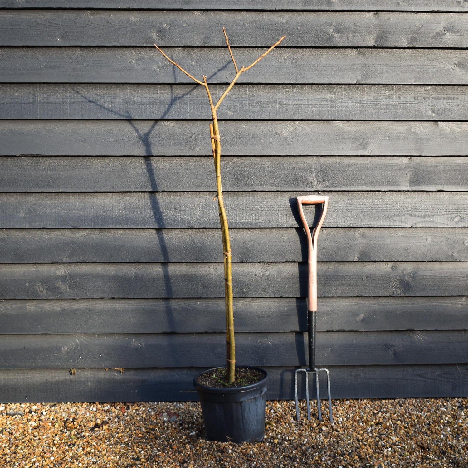 Albizia Julibrissin Evey's Pride | Silk Tree - Height 140-145cm - 15lt