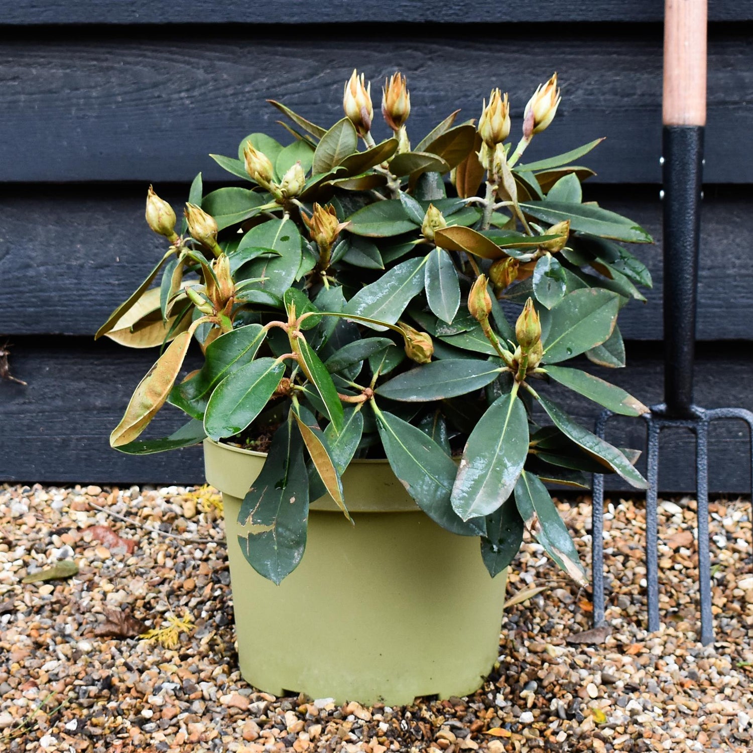 Rhododendron Yakushimanum 'Vollblut' - Shrub - Height 30-40cm - 10lt