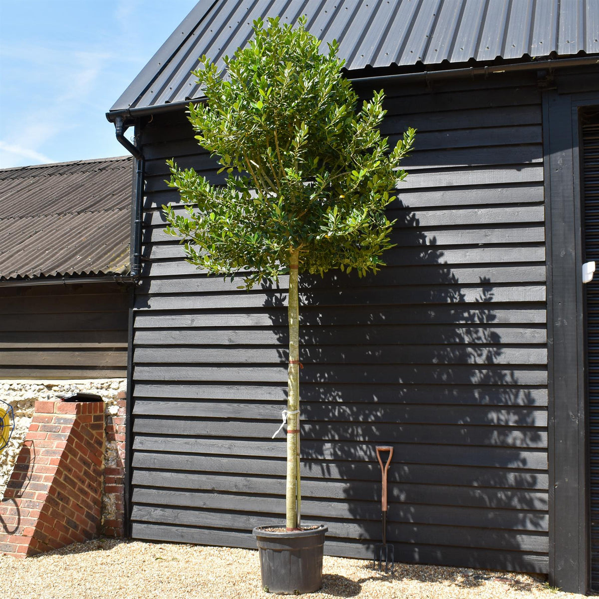 Ilex 'Nellie R. Stevens' Standard | Holly 'Nellie R. Stevens' - Girth 12-14cm - 300-340cm, 70lt