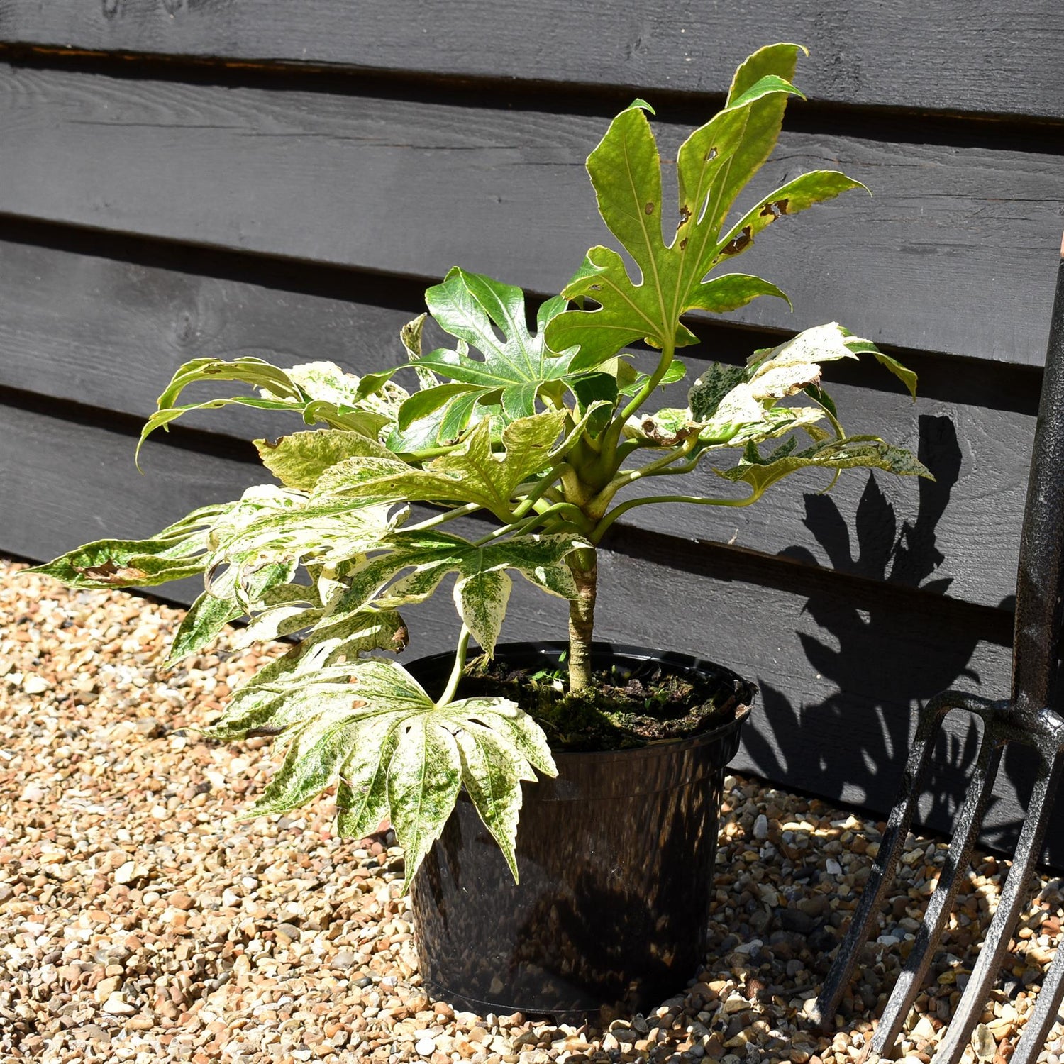 Fatsia japonica 'Spider's Web' - 20-40cm, 5lt