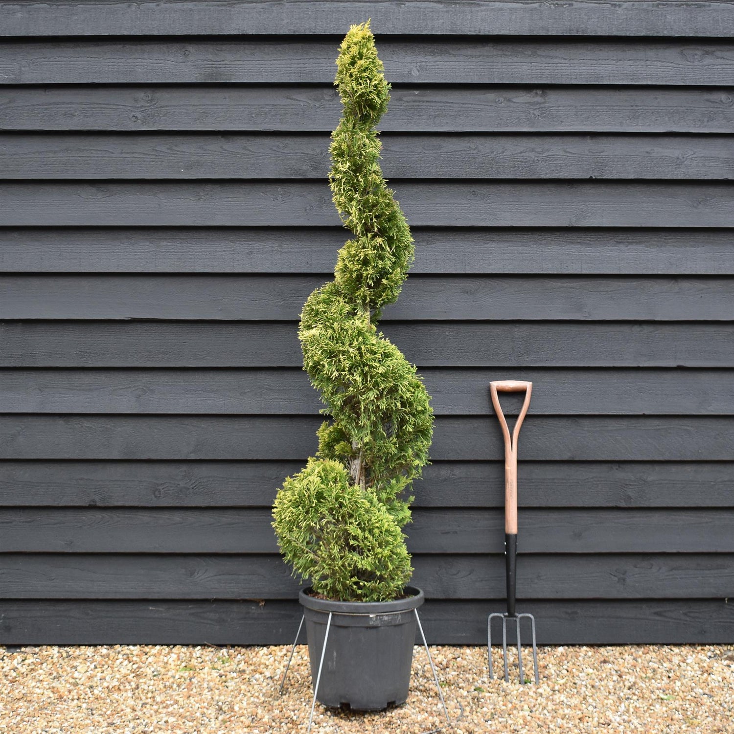 Cuprocyparis leylandii 'Gold Rider' - Spiral - 110-120cm, 25lt