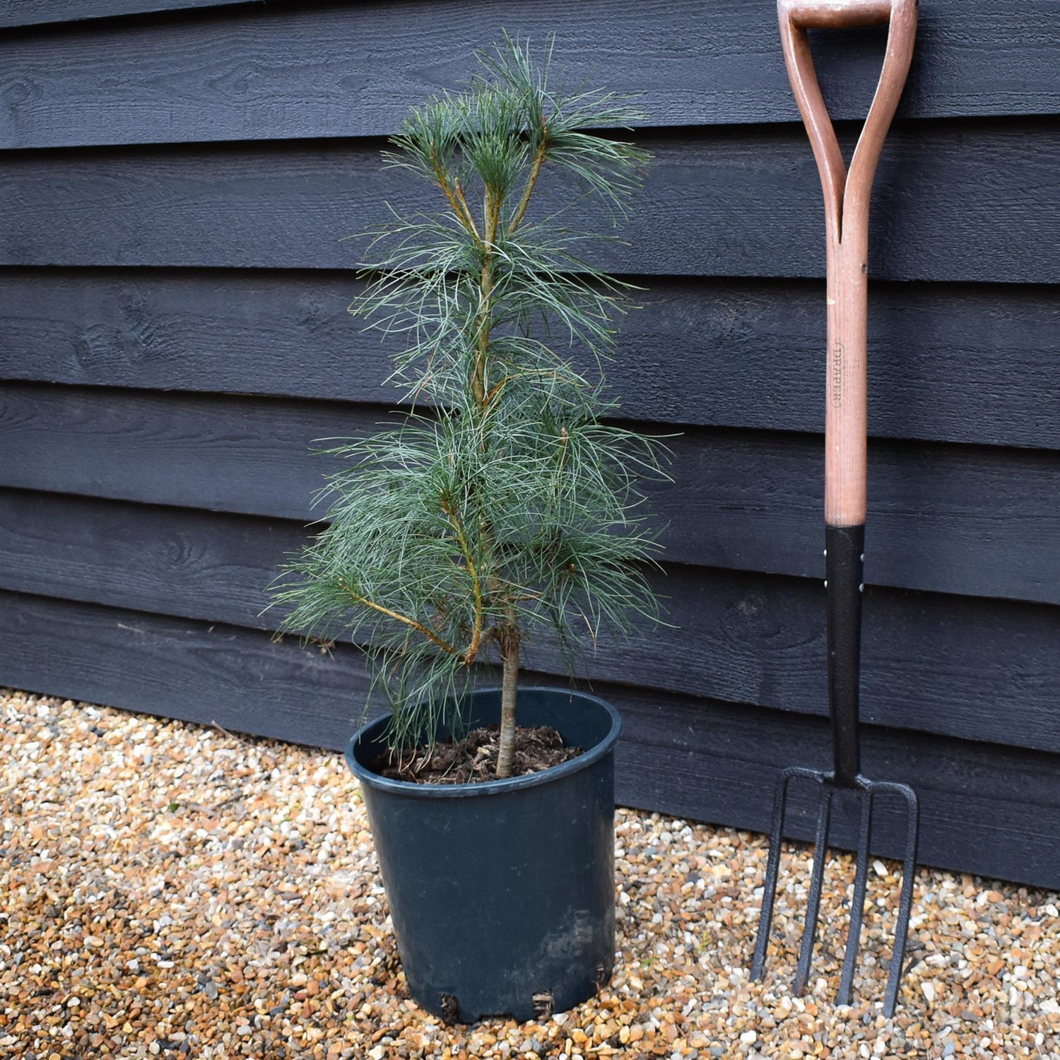 Pinus wallichiana - Bhutan Pine - Height 50-75cm - 12lt