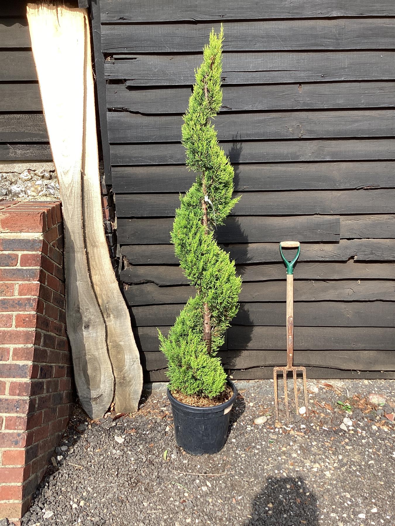 Cupressus macrocarpa 'Goldcrest' | Monterey cypress 'Goldcrest' - Spiral - 180-190cm, 20lt