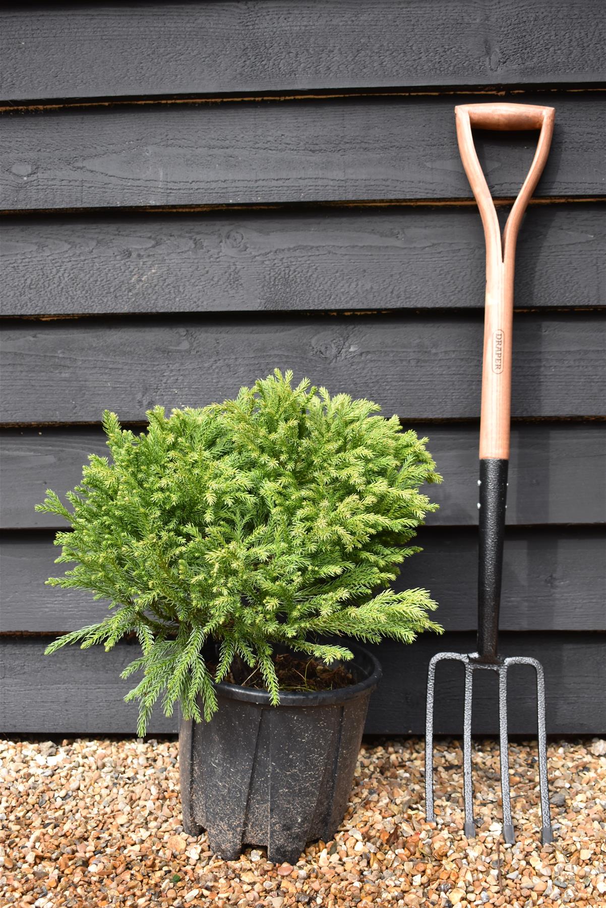 Cryptomeria japonica | Japanese Cedar - Bushy - 50-60 cm - 25lt