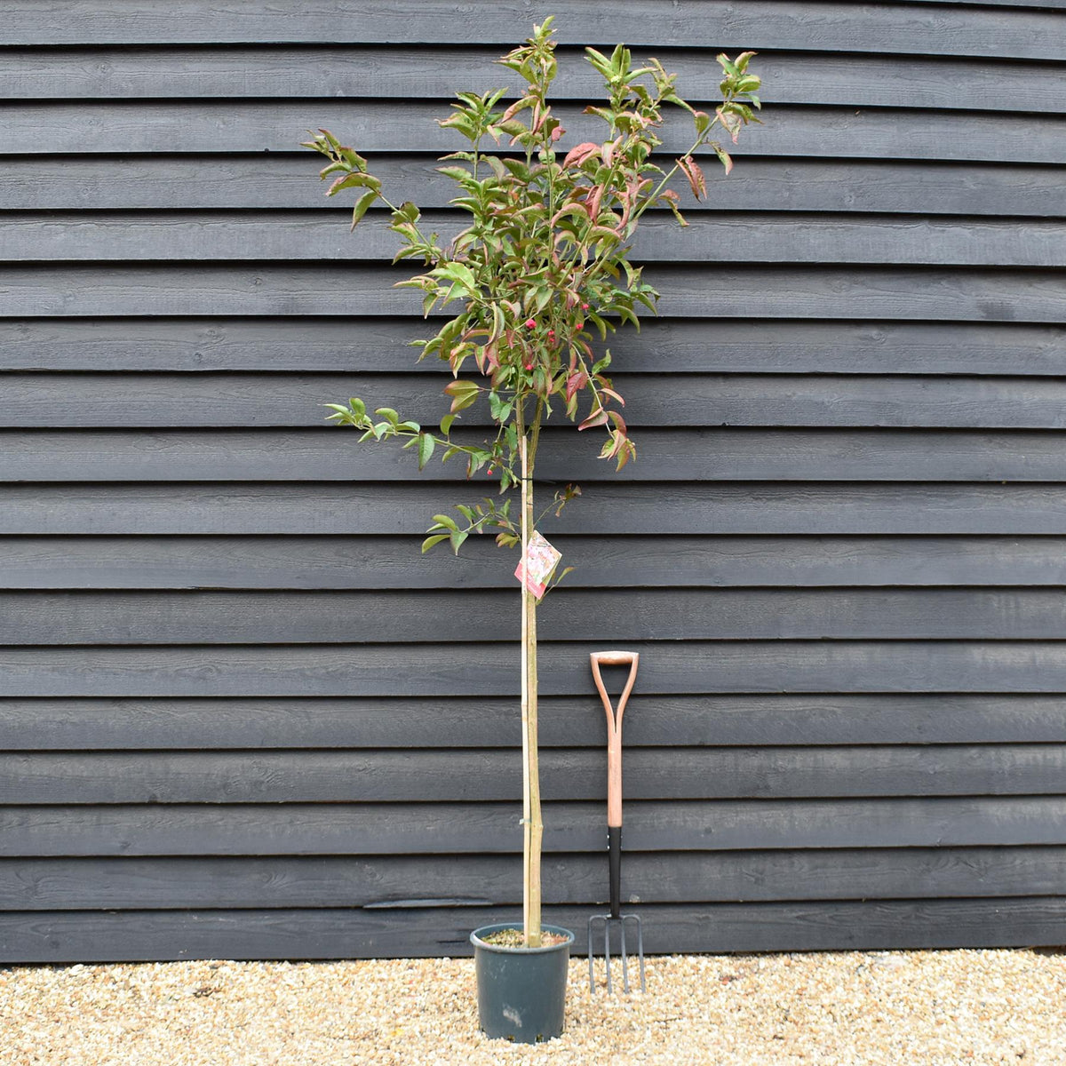 Euonymus Europaeus 'Red Cascade' | Spindle 'Red Cascade' - Height 150-180cm -12lt