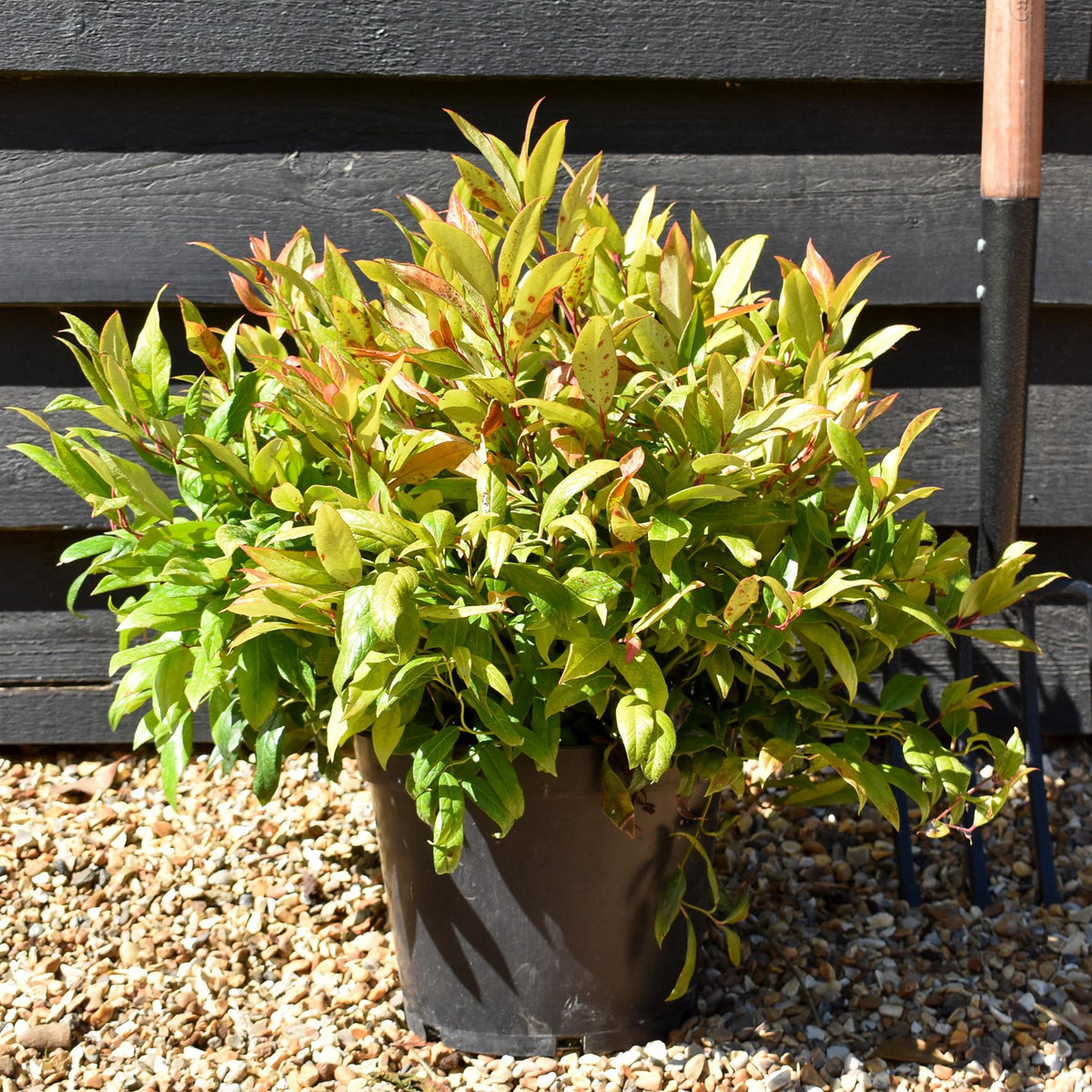 Leucothoe Scarletta 'Zeblid' | Dog Hobble - Height 25-45cm - 5lt