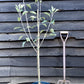 Apple tree 'Cox Orange Pippin' | Malus domestica - M27 - Ultra-Dwarfing - 130-140cm - 10lt