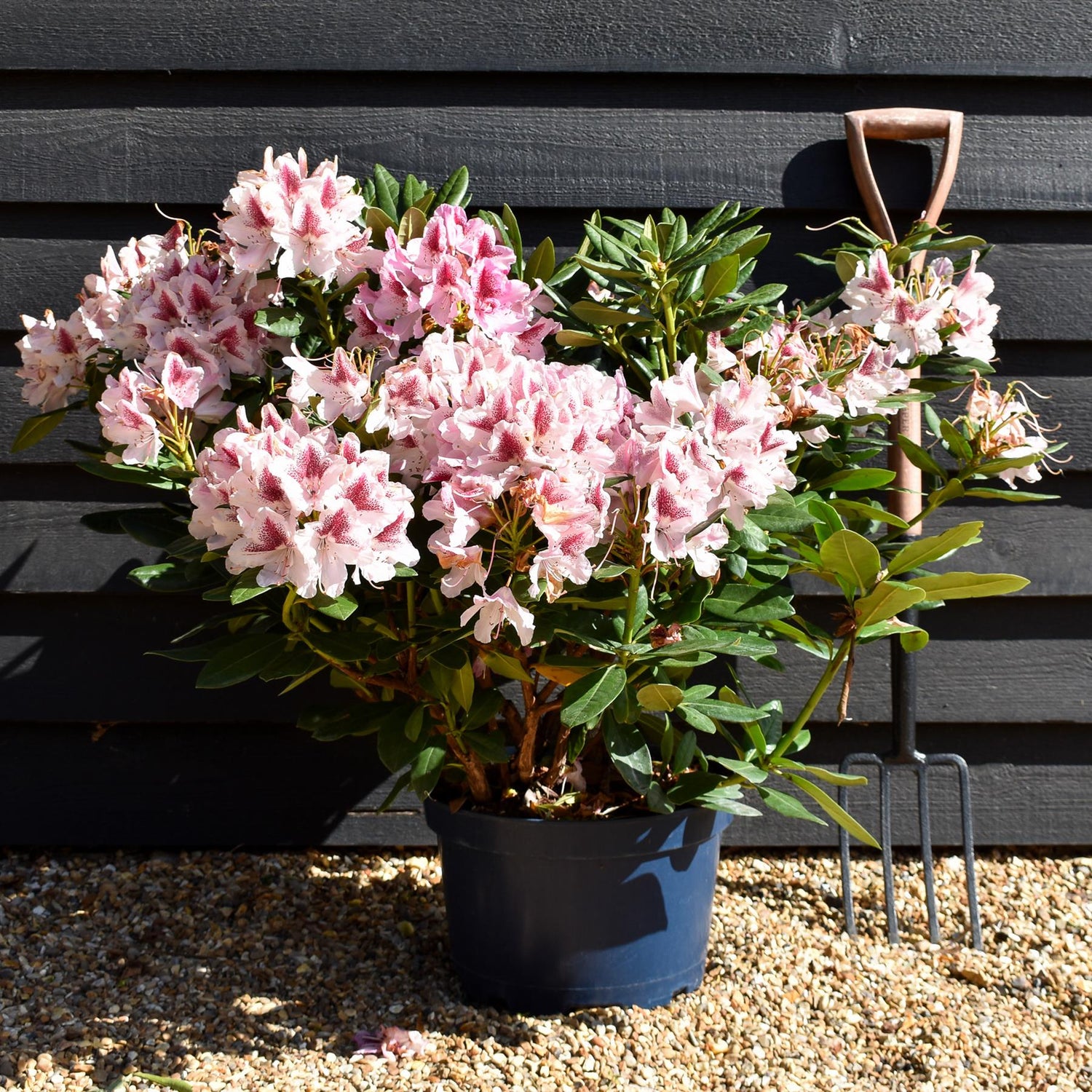 Rhododendron 'Cosmopolitan' - Shrub - Height 55-65cm - Width 80-90cm - 15lt