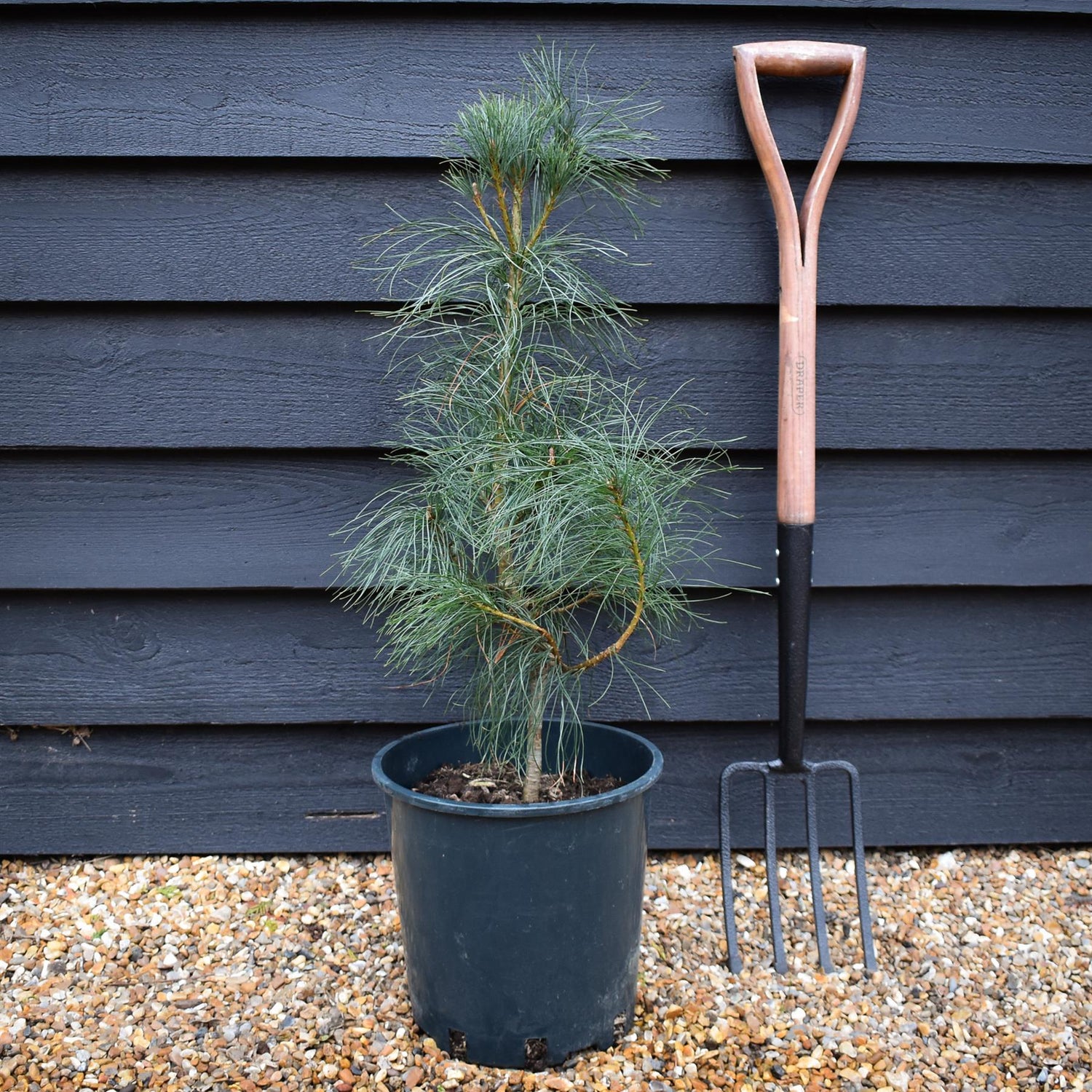 Pinus wallichiana - Bhutan Pine - Height 50-75cm - 12lt