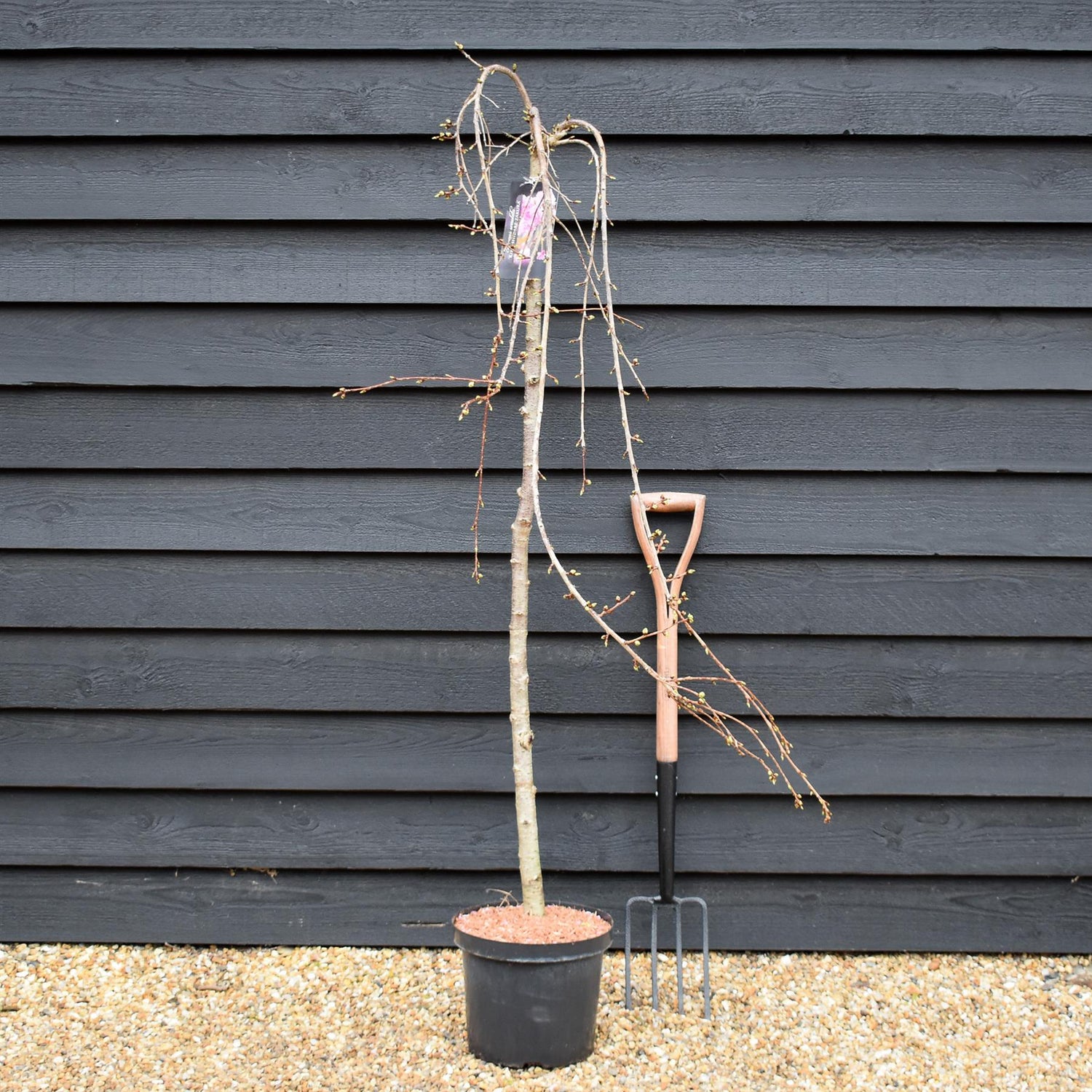 Prunus 'Kiku-shidare-zakura' | Weeping Oriental Cherry - Clear Stem 120cm - Girth 6-8cm - Height 150-200cm - 10lt