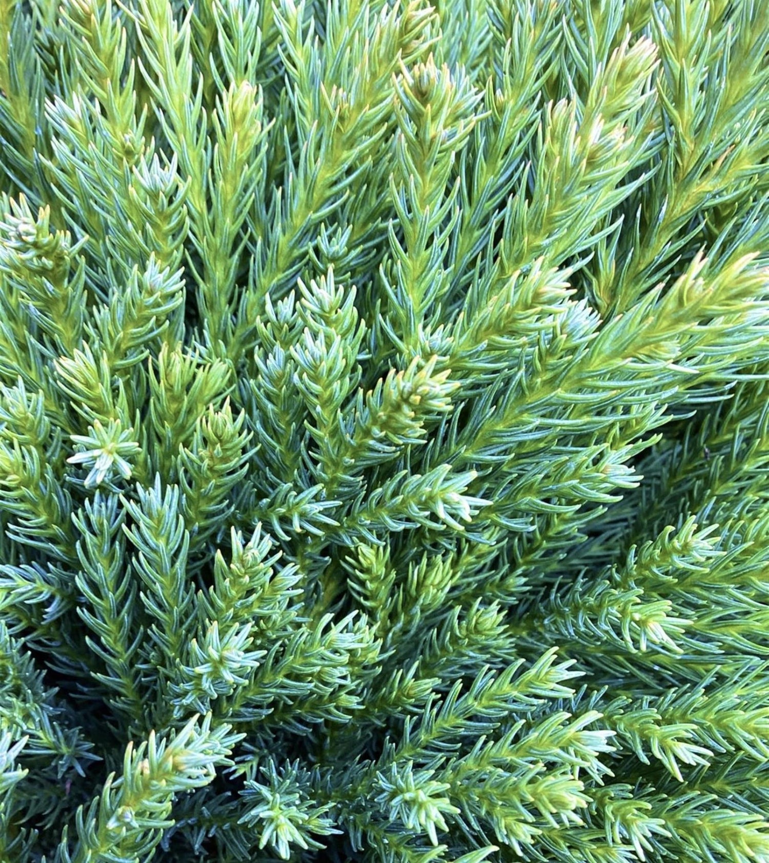 Cryptomeria japonica | Japanese Cedar - Bushy - 40-50 cm - 10lt