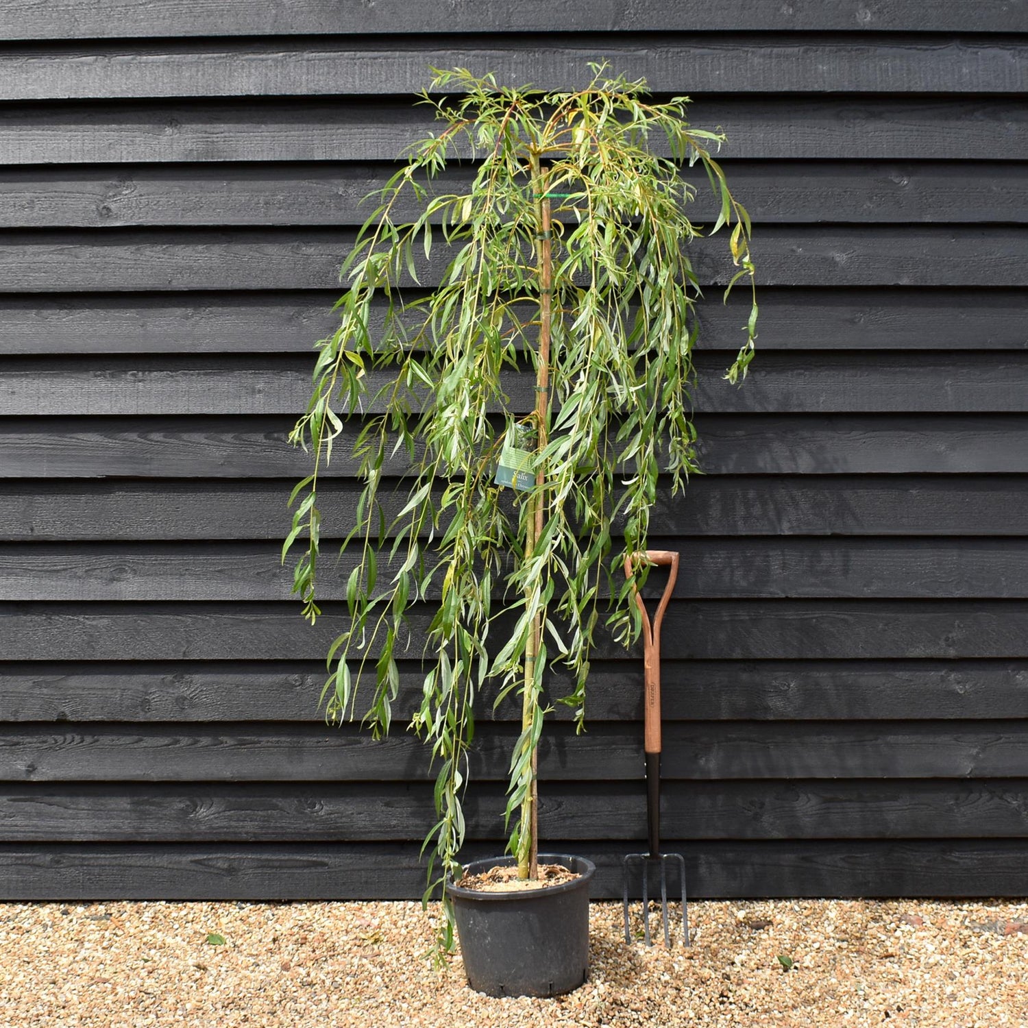 Salix Sepulcralis var. chrysocoma | Golden Weeping Willow  - Height 210-250cm - 20lt