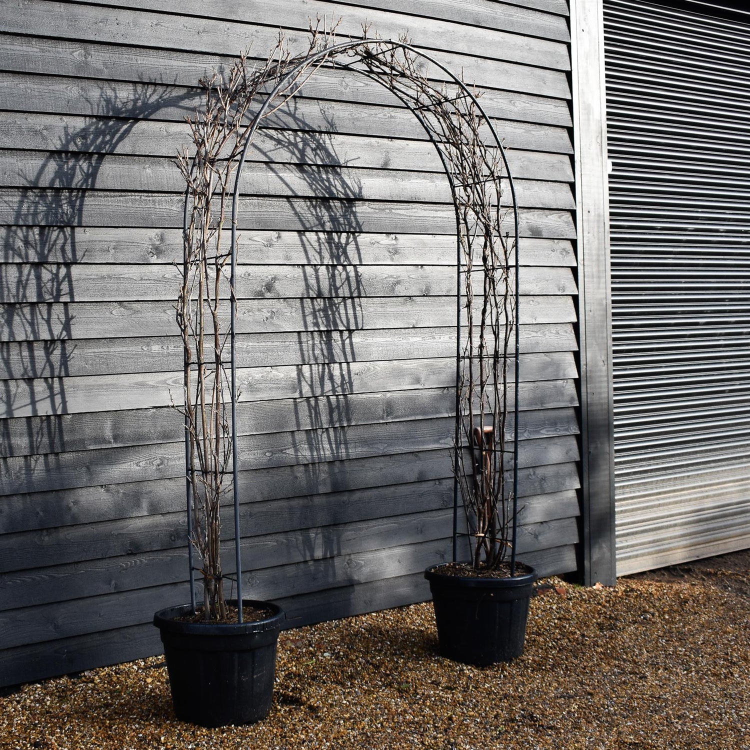 Wisteria floribunda 'Longissima Alba'  (White) - Arch (H) 250cm - (W) 150cm - 55lt