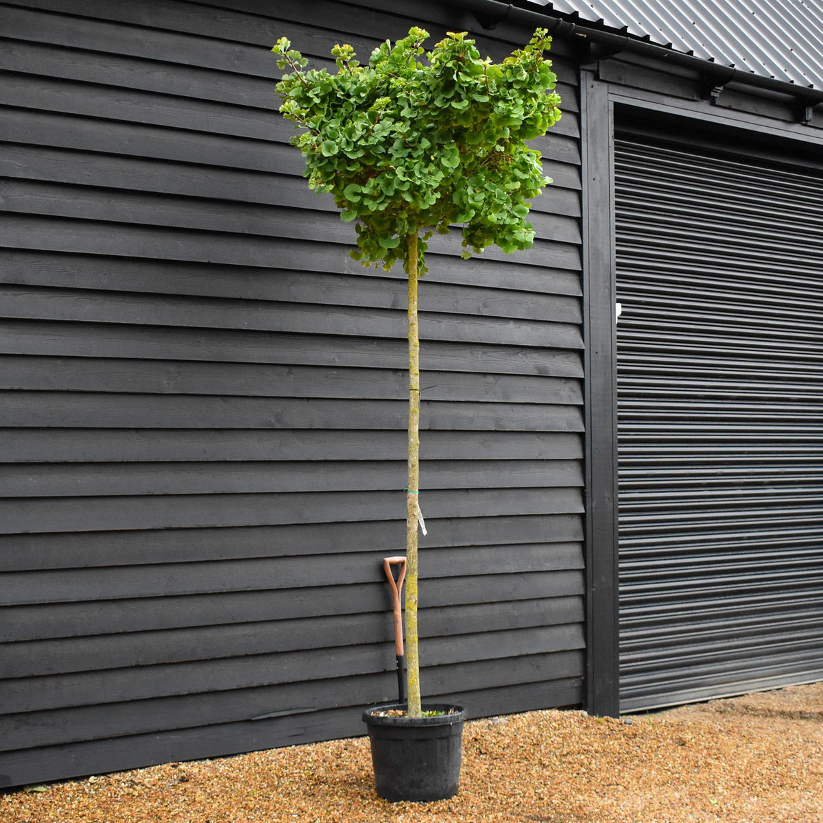 Ginkgo biloba Mariken | Maidenhair Tree 'Mariken' - Standard - Clear Stem 180-200cm - Girth 12-14cm - Height 250-290cm - 45lt