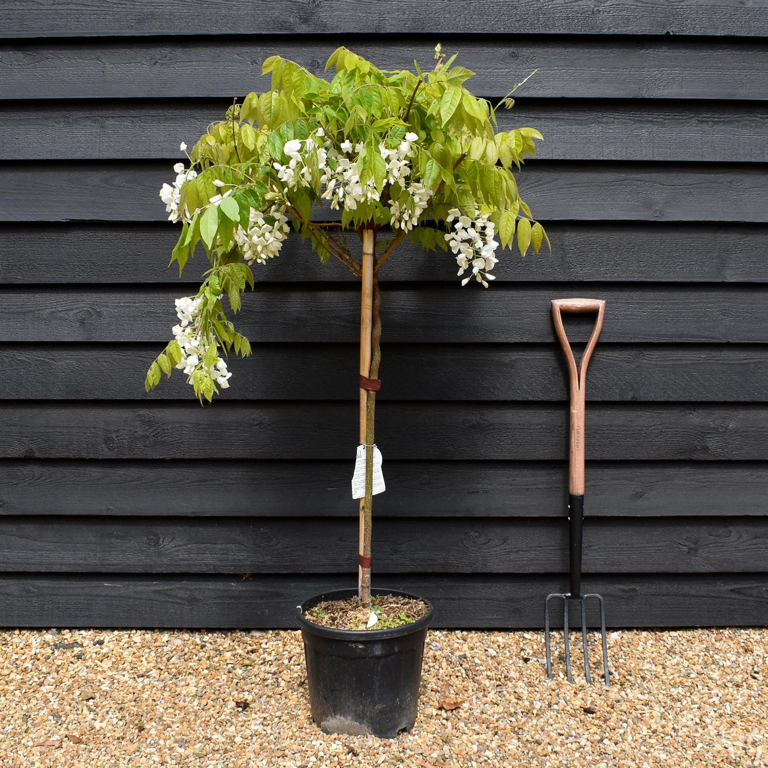 Wisteria sinensis 'Alba' - White flower - Clear Stem 80cm - Height 130-150cm - 18lt