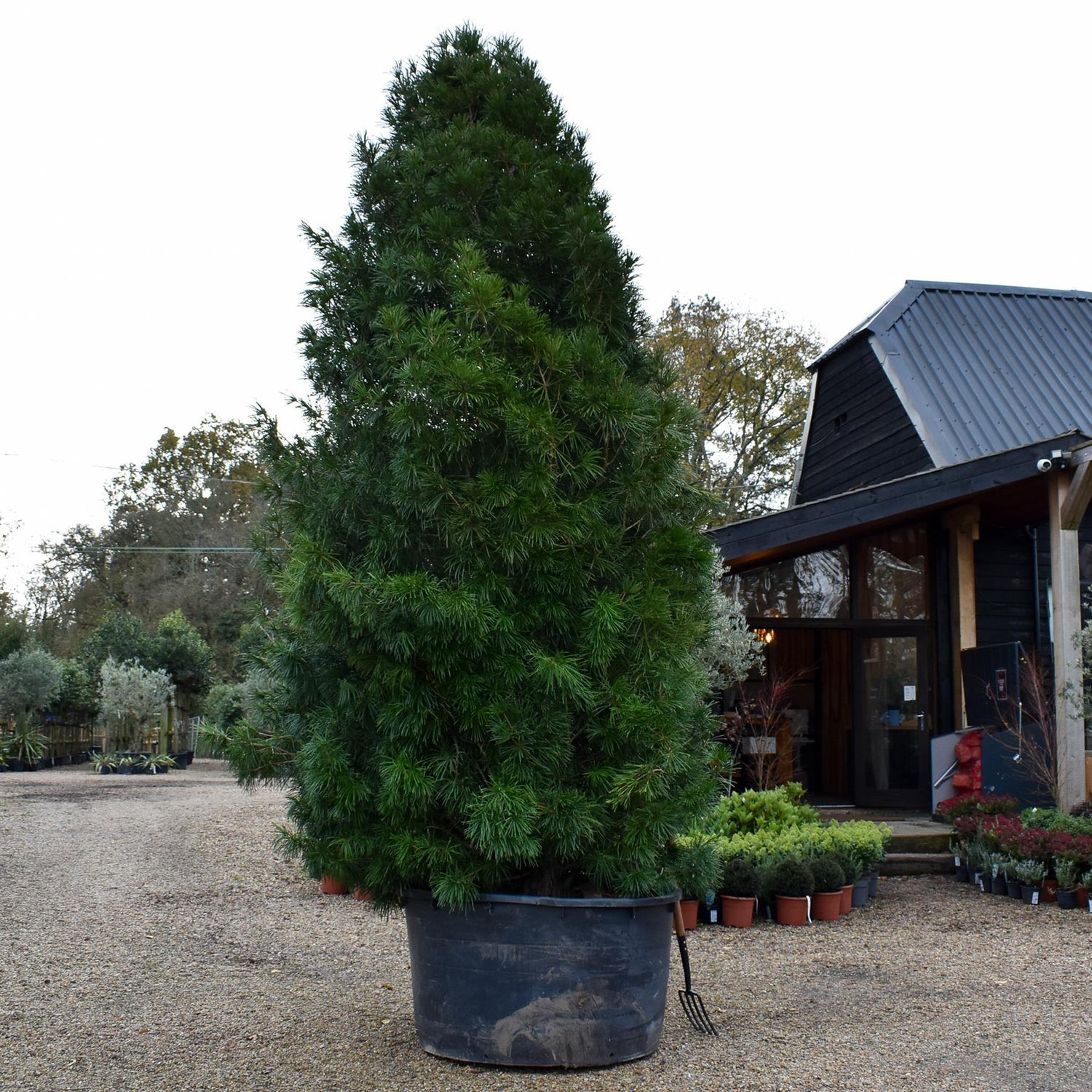 Sciadopitys Verticillata | Japanese umbrella tree - Specimen Tree - Height 350-380cm - 500lt
