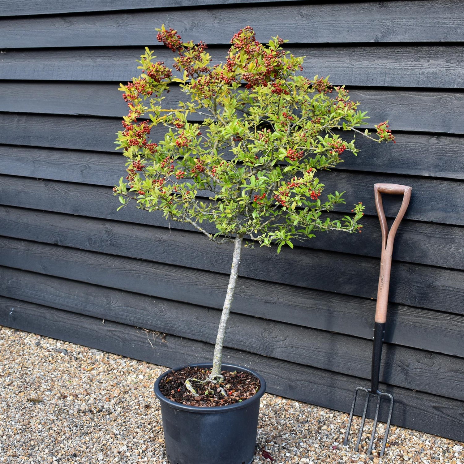 Pyracantha Mohave - 60-90cm, 20lt