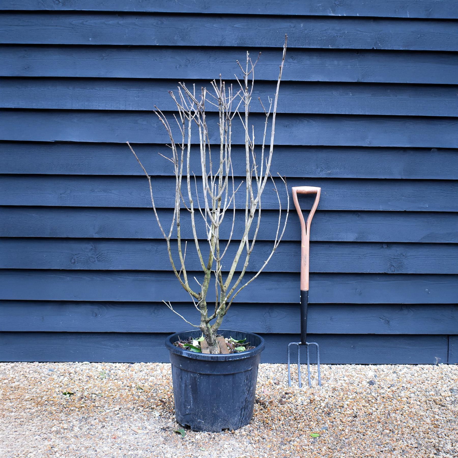 Syringa Vulgaris | Lilac Tree/Shrub - Lilac - Height 120-130cm - 35lt ...