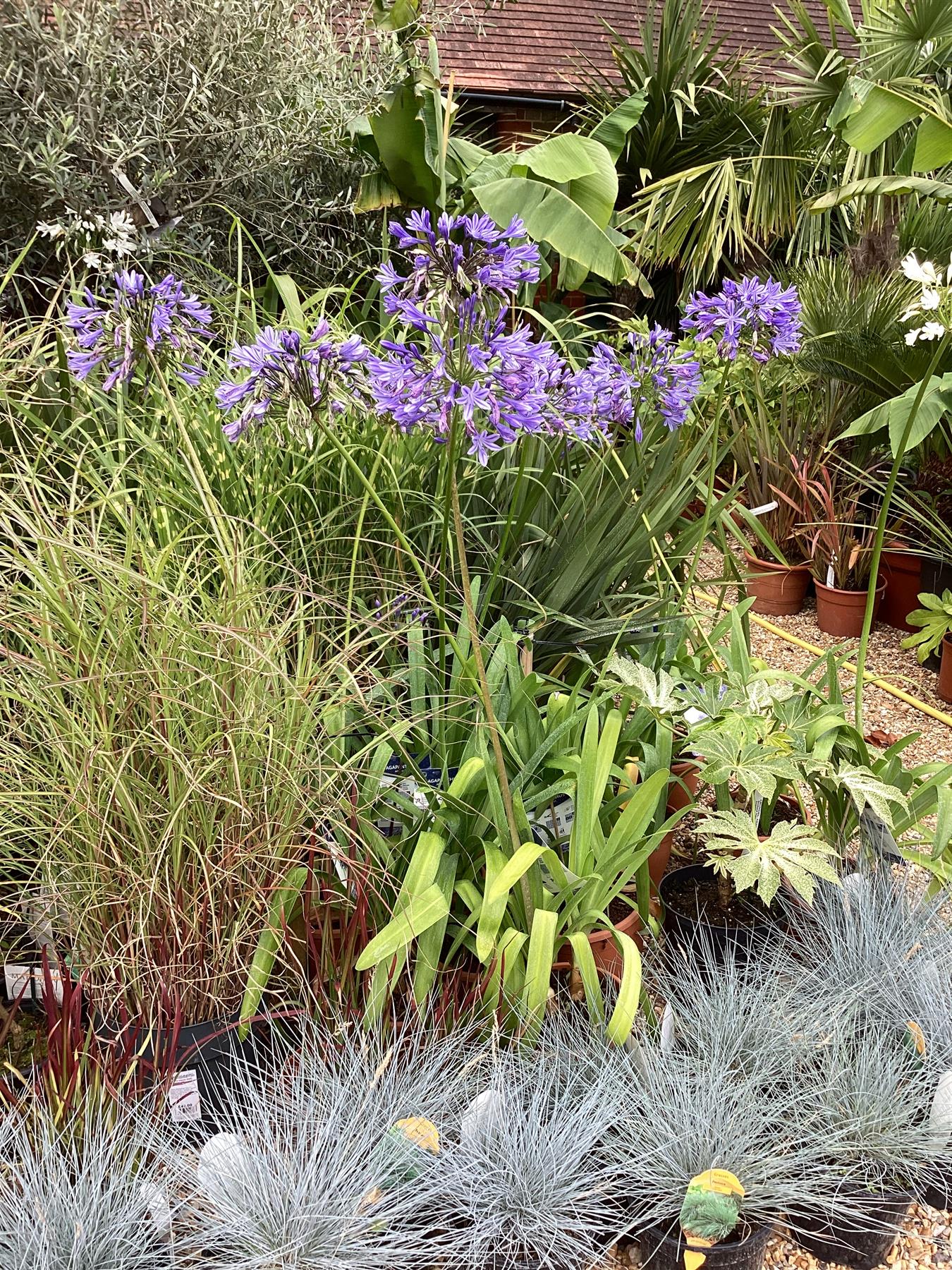 Agapanthus africanus on sale