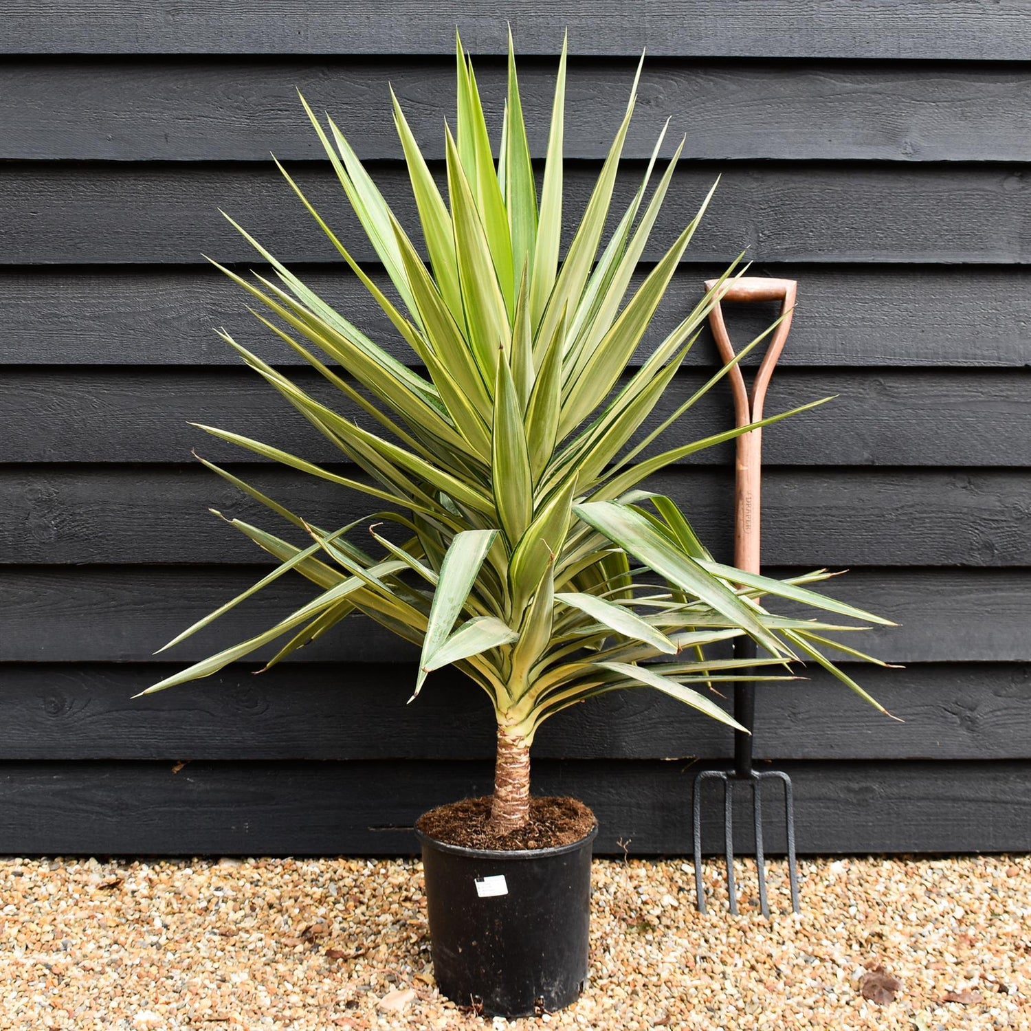 Yucca 'Jewel' - Height 100-110cm - 10lt
