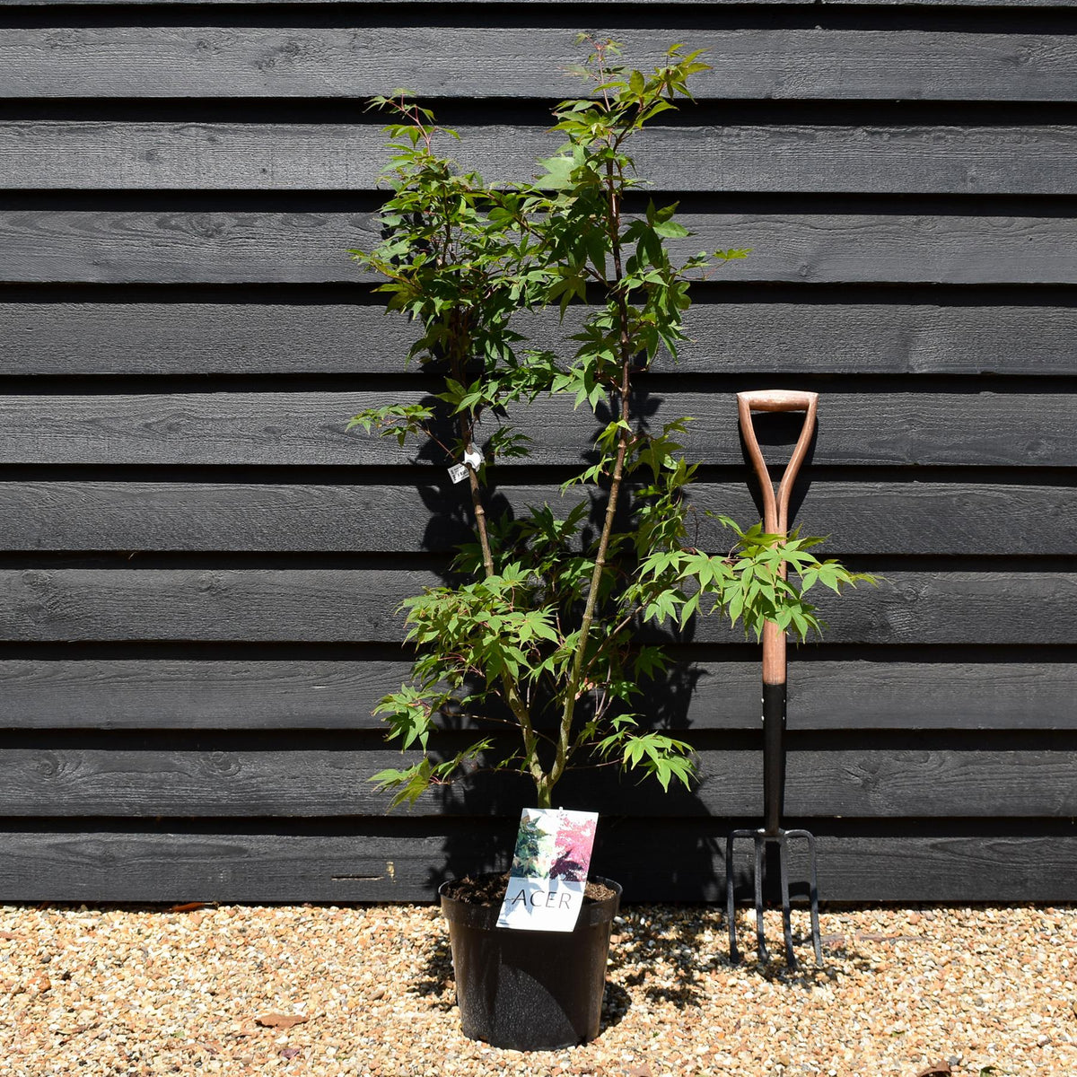Acer palmatum 'Osakazuki' | Japanese Maple - Bushy  - Height 100 - 120cm - 10lt