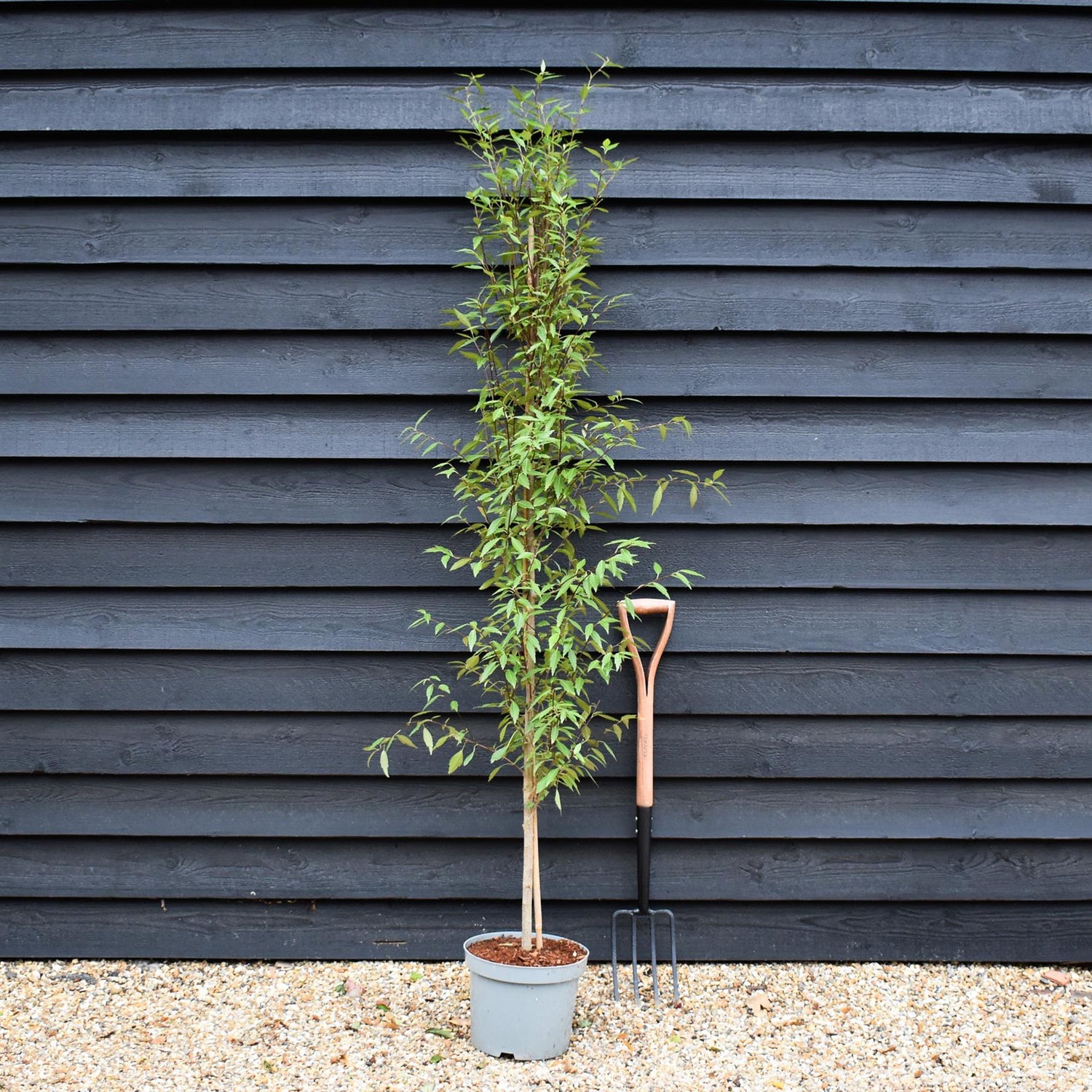 Hoheria sexstylosa Snow White | Ribbonwood - Bushy - 180-220 - 12lt