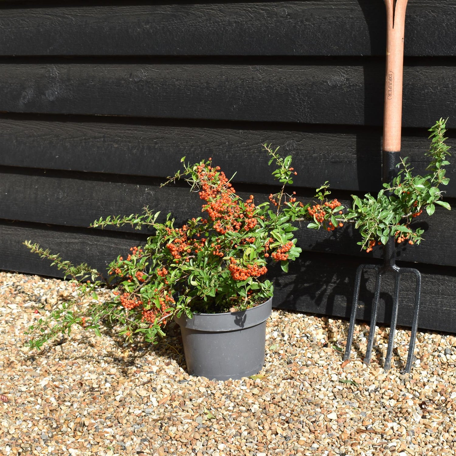 Pyracantha 'Orange Glow'  | Orange Firethorn 30-90cm - 10lt
