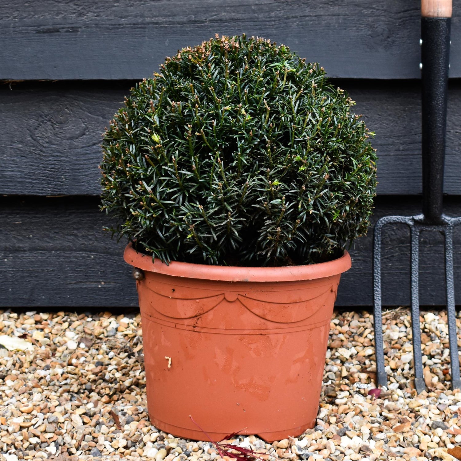 Taxus baccata (balls) - Height 30cm - Diameter 30cm - 7lt