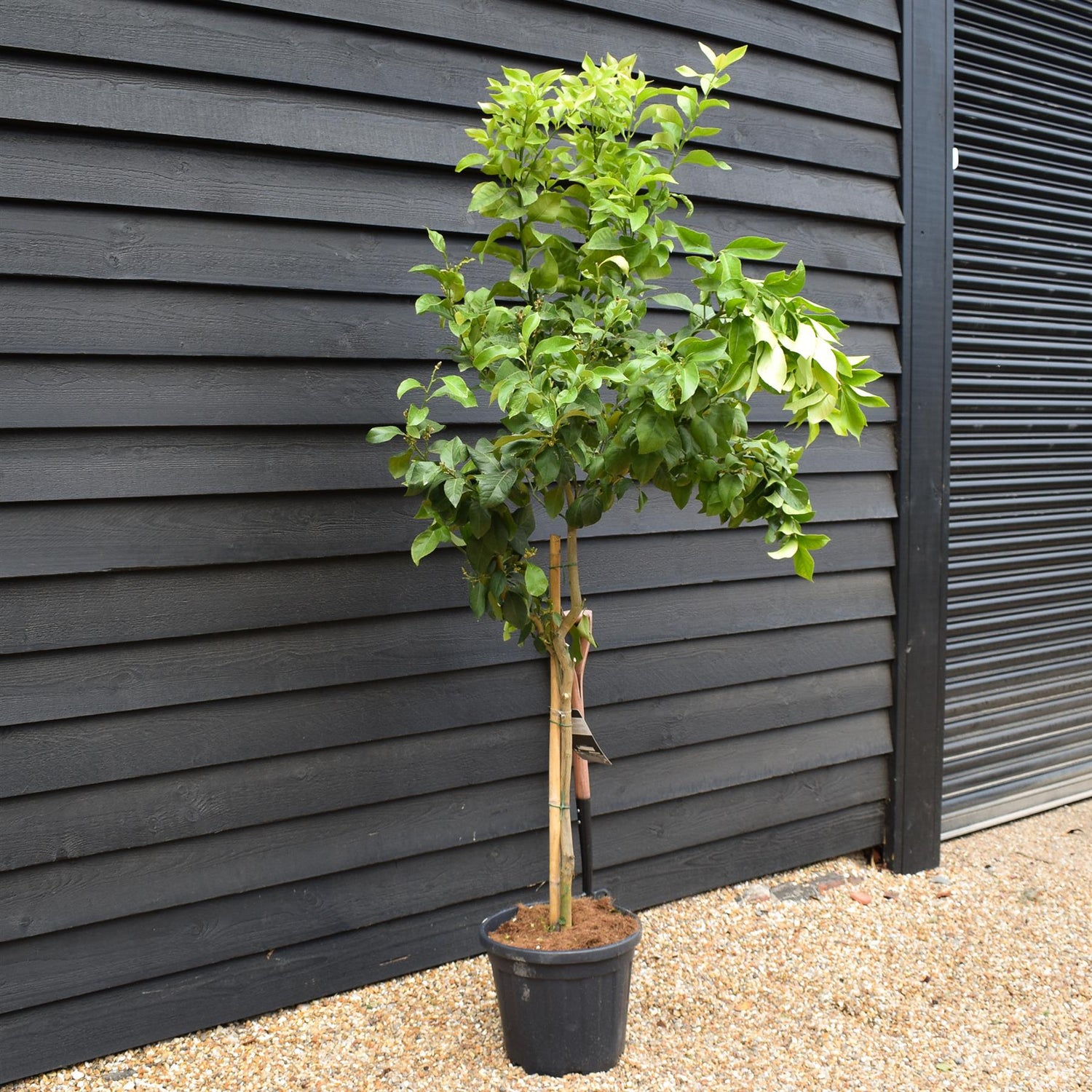 Lemon Tree | Citrus Limonero' - Tree -  Clear Stem 50cm - Height 180-190cm - 25lt