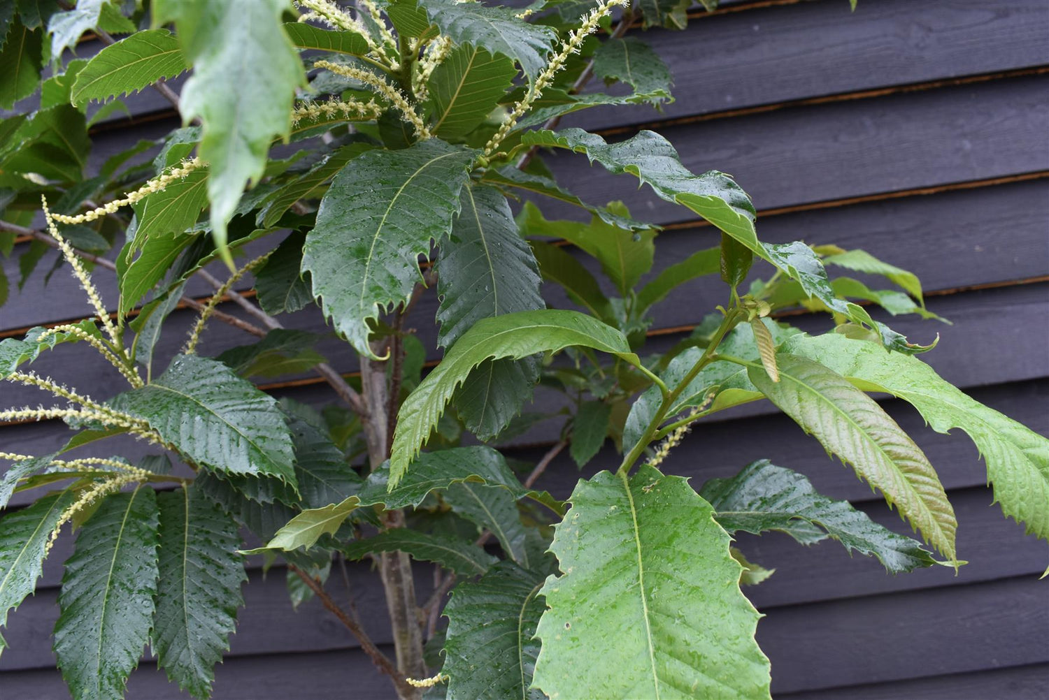 Sweet Chestnut | Castanea sativa - Height 250-300cm - Girth 14-16cm - 30-50lt