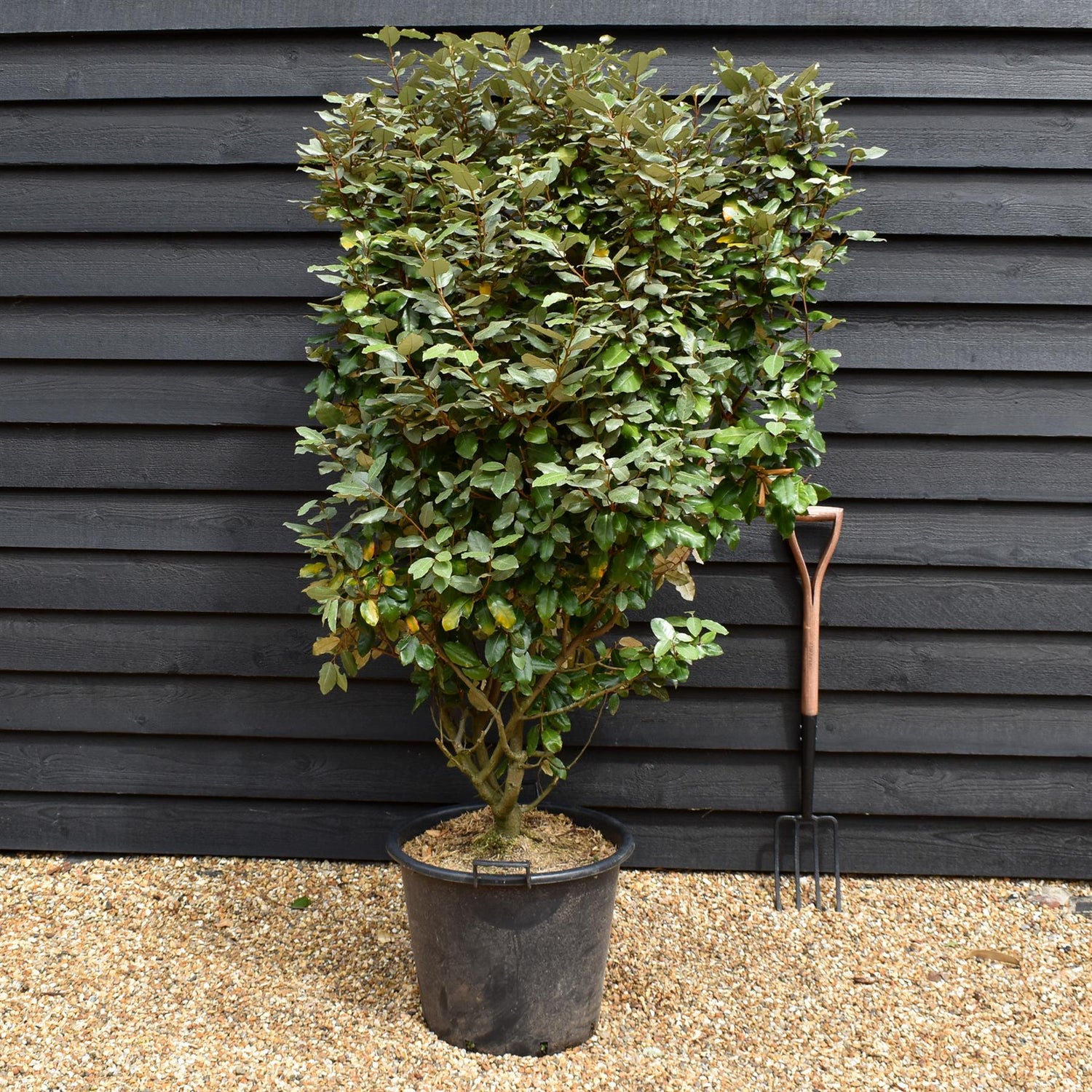 Elaeagnus ebbingei Compacta -Shrub - Height 120-180cm - 45/50lt
