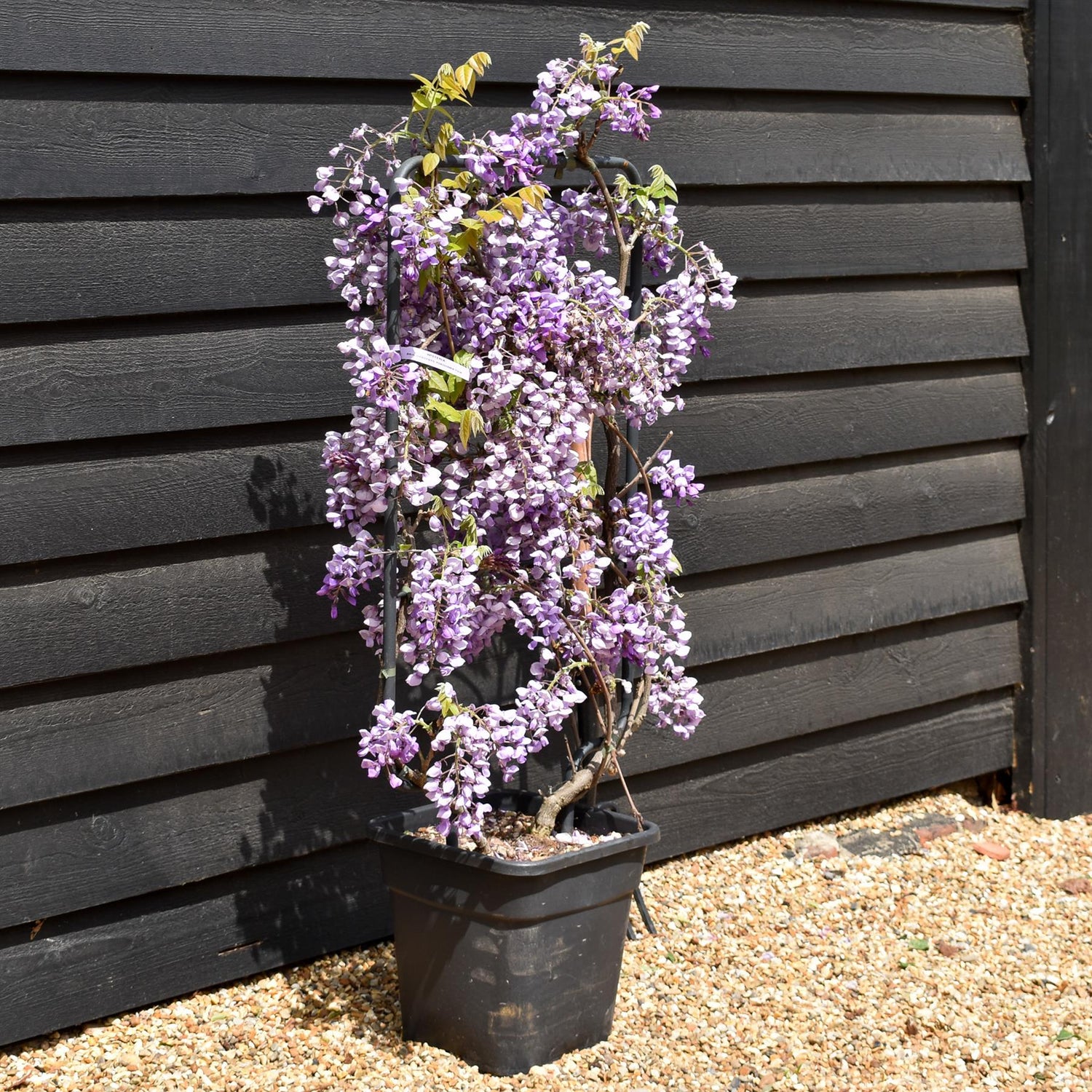 Wisteria brachybotrys 'Iko yama Fuji' - Frame (H) 90 - (W) 50 cm - Height 90cm - 18lt