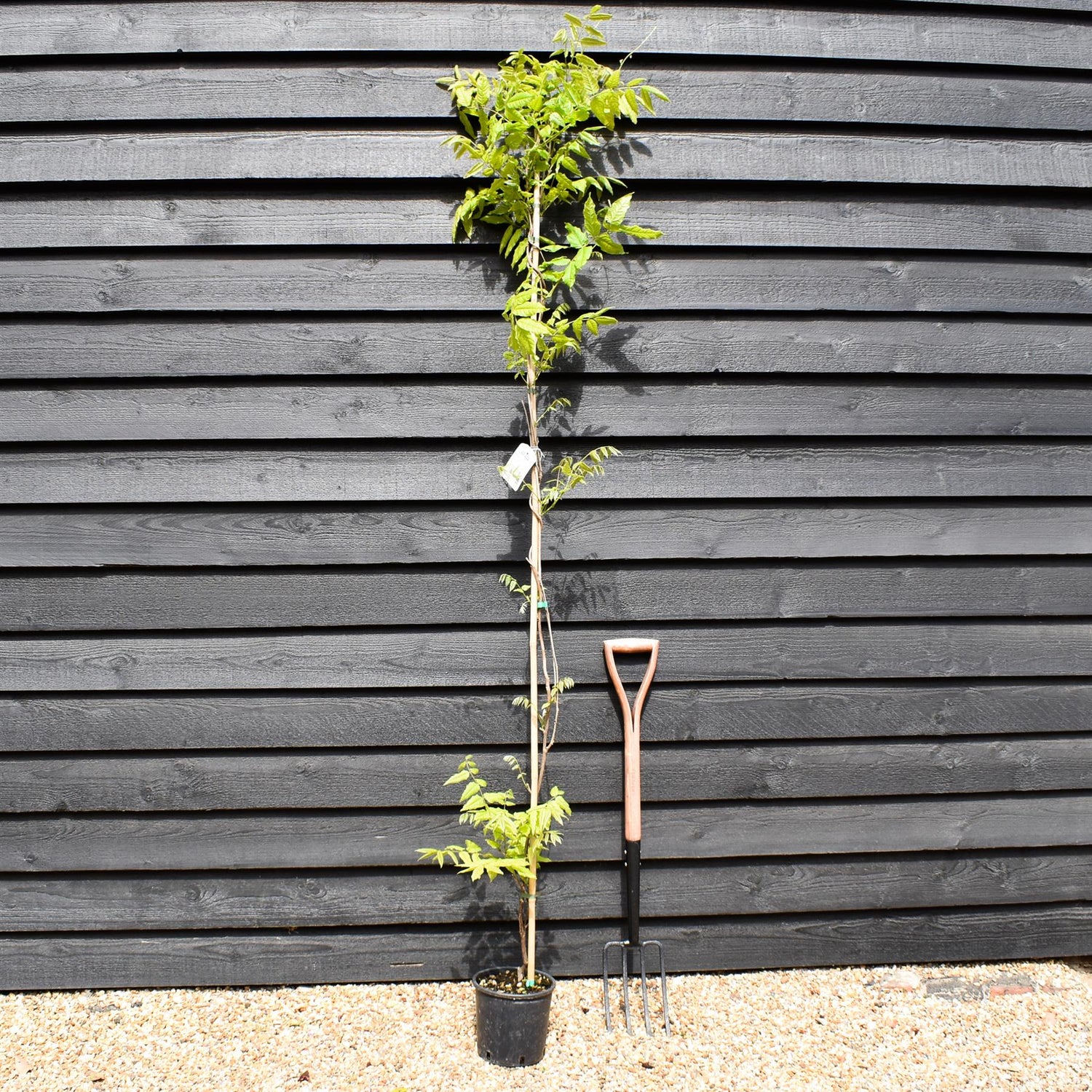 Wisteria floribunda 'Black Dragon' - Cane - Height 150-200cm - 3lt
