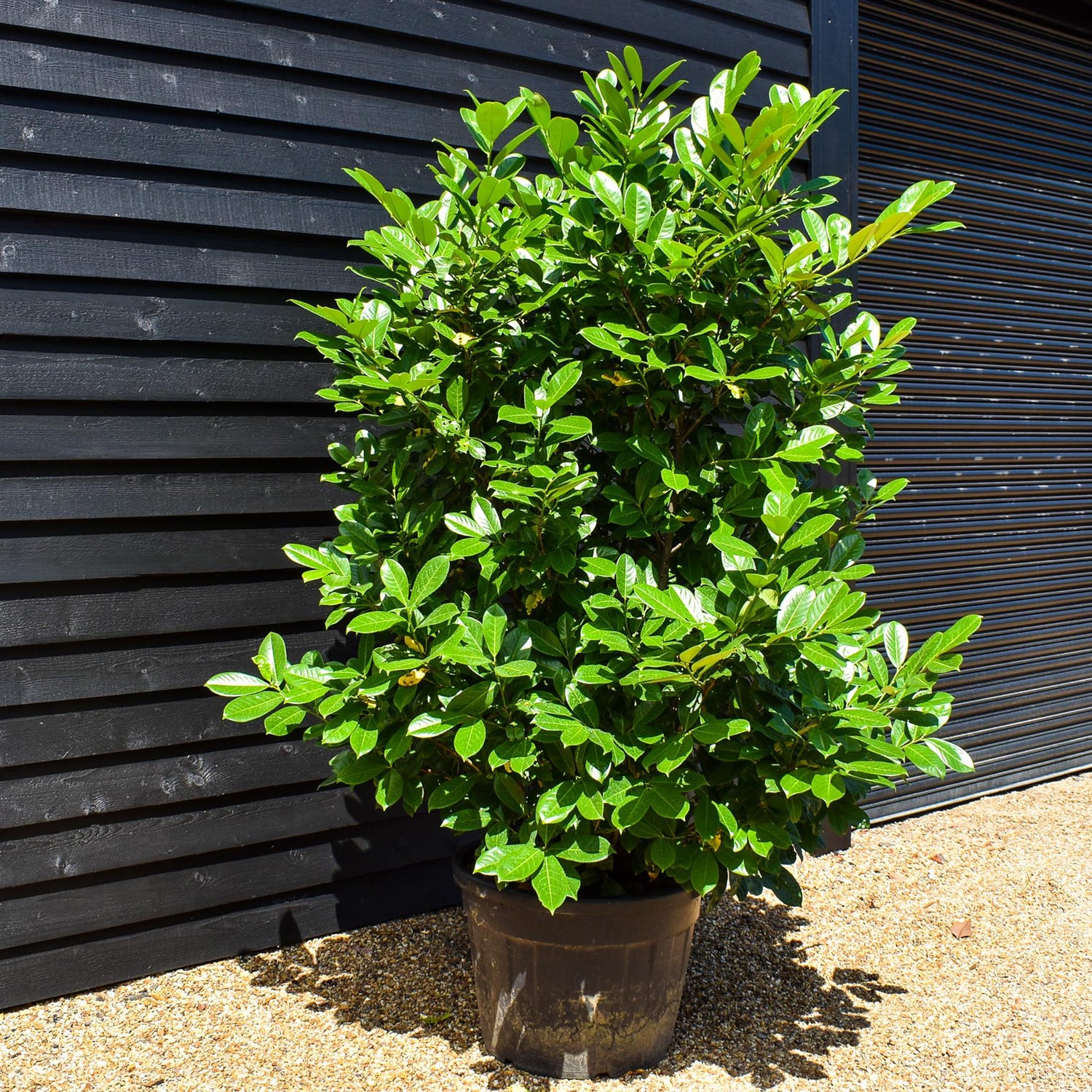 Cherry Laurel | Prunus Laurocerasus Rotundifolia - Height 220-250cm - Width 120-150cm - Pot Grown - 110-130lt