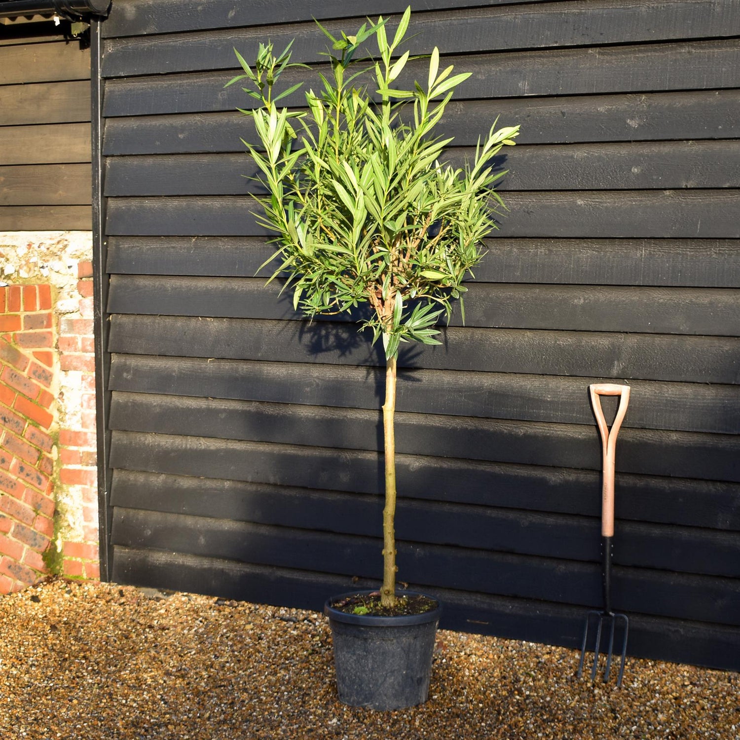 Nerium oleander - Rosa Semplice - Clear Stem 90-100cm - Height 190-220cm - 25lt