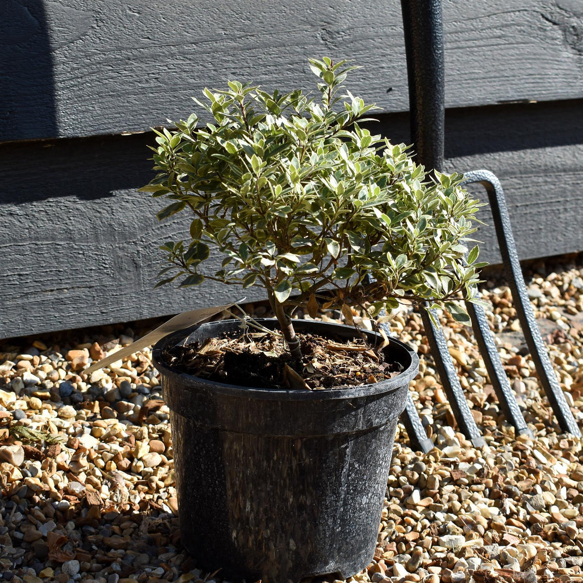 Pittosporum tenuifolium 'Glo Ball' - 15-25cm - 3lt