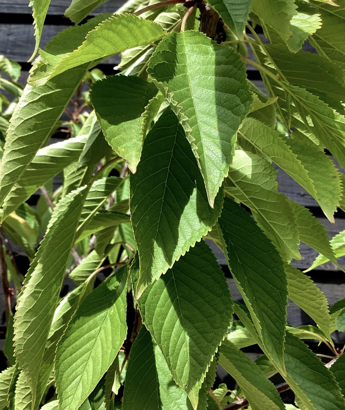 Prunus avium 'Early Rivers' | Cherry 'Early Rivers' - 100-120cm, 10lt ...