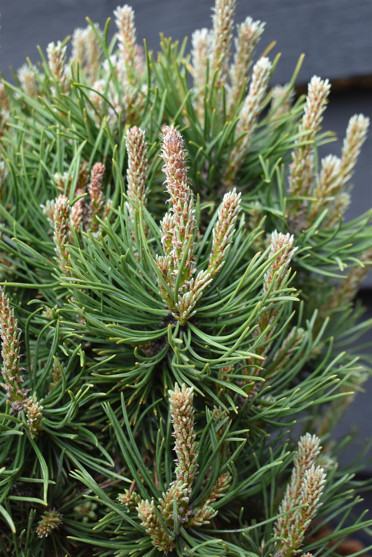 Pinus mugo 'Mops' | Dwarf mountain pine ' - Height 35-45cm - Width 40cm - 12lt