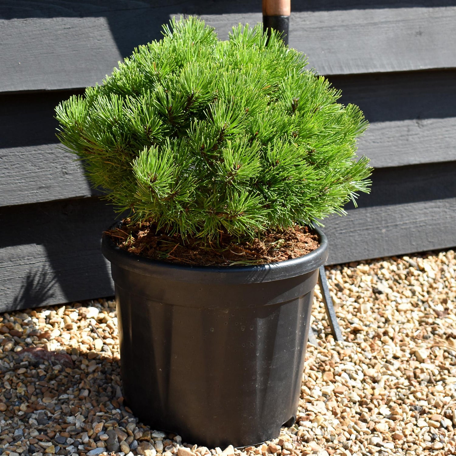 Pinus mugo 'Ophir' - Height 20-30cm Width 30-40cm - 12lt