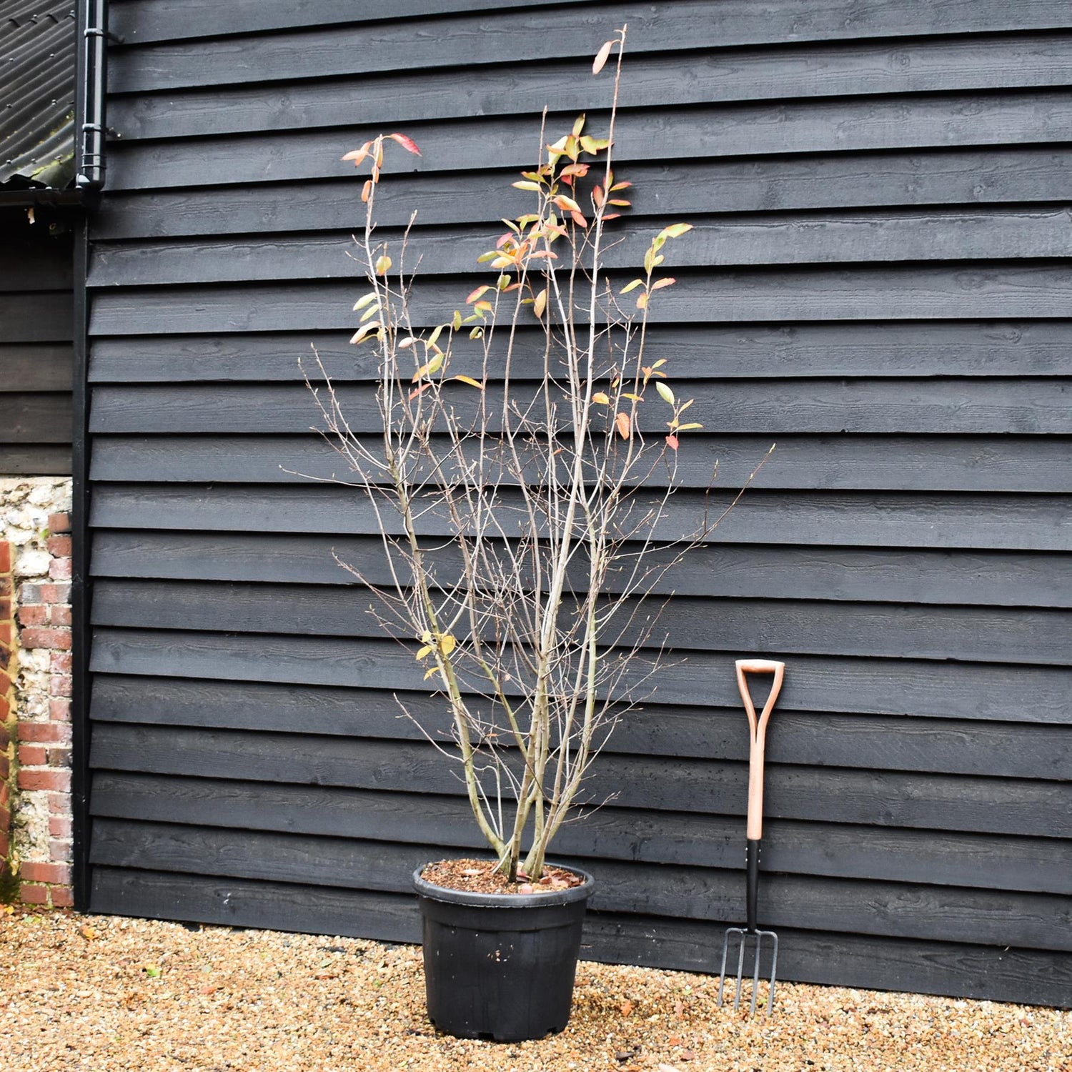 Amelanchier Canadensis -  Multistem - Height 200-250cm - 70lt
