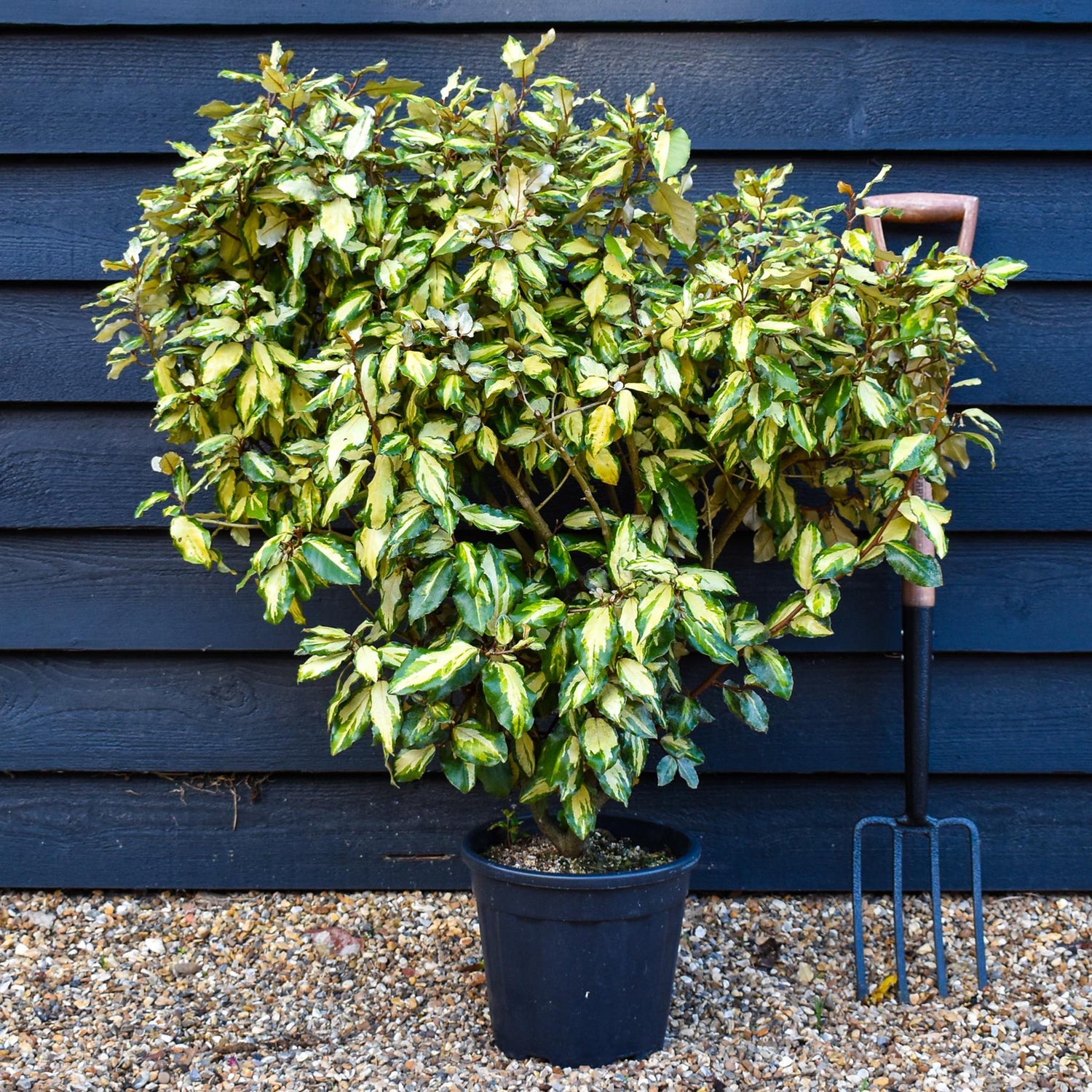 Elaeagnus x ebbingei 'Maryline' - 100cm, 10lt