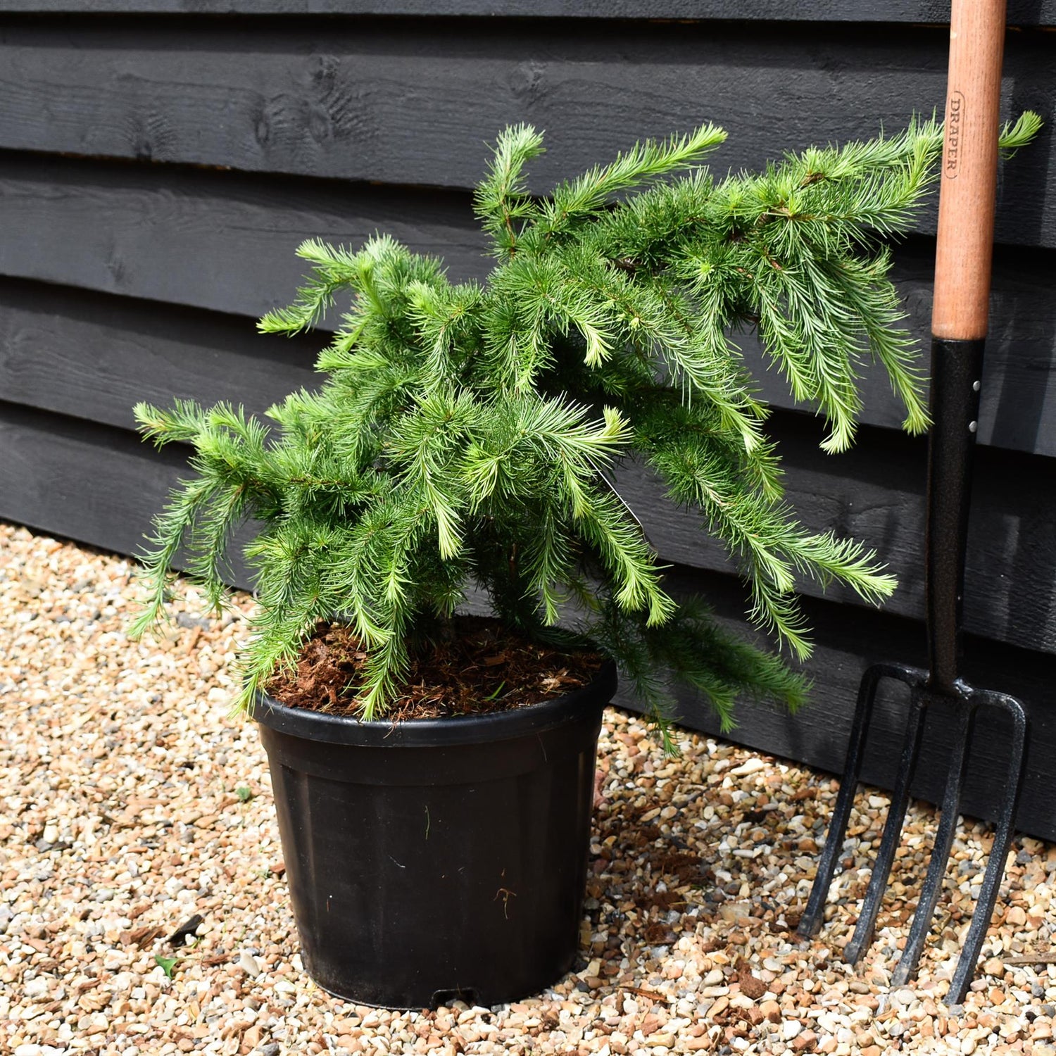 Larix decidua 'Little Bogle' | European larch - Height 30-40cm - Width 60cm - 11lt